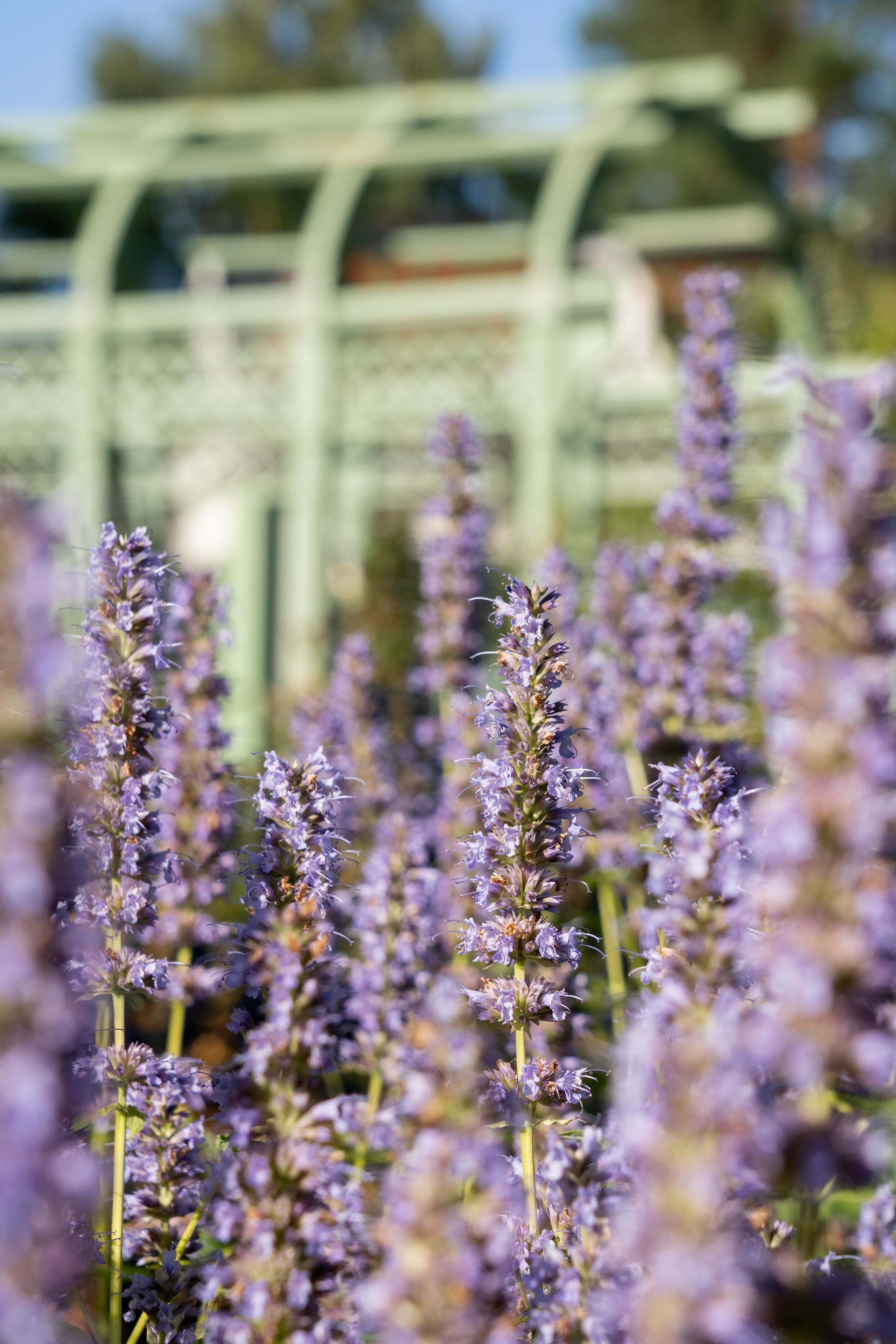 Scenic garden in the Moscow region. Артамонов Александр | Архитектурный и ландшафтный фотограф