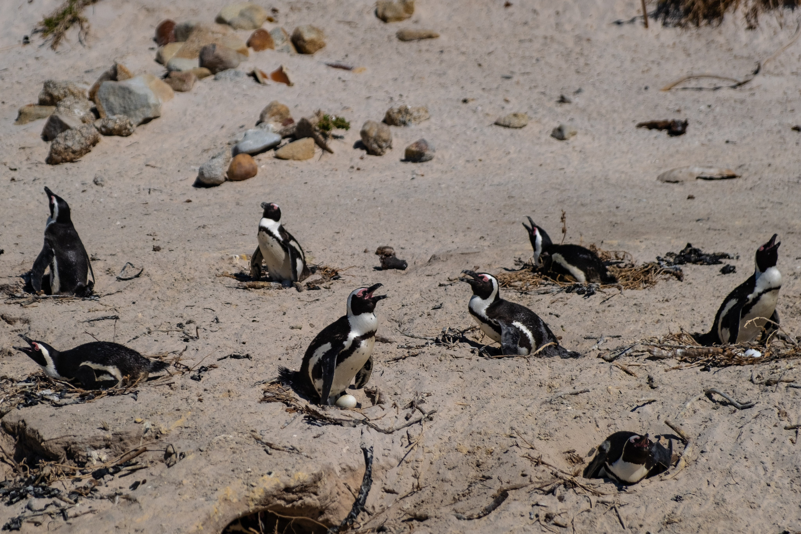 Пингвины и другие. Фотографии из путешествий