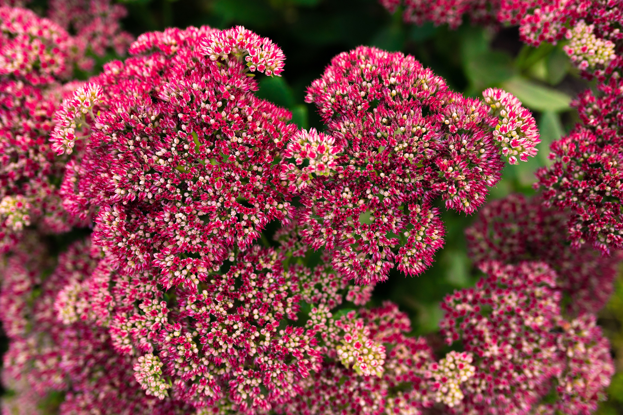 ЦВЕТНЫЕ ФОТОГРАФИИ. Никита Аничкин фото и видео оператор из России