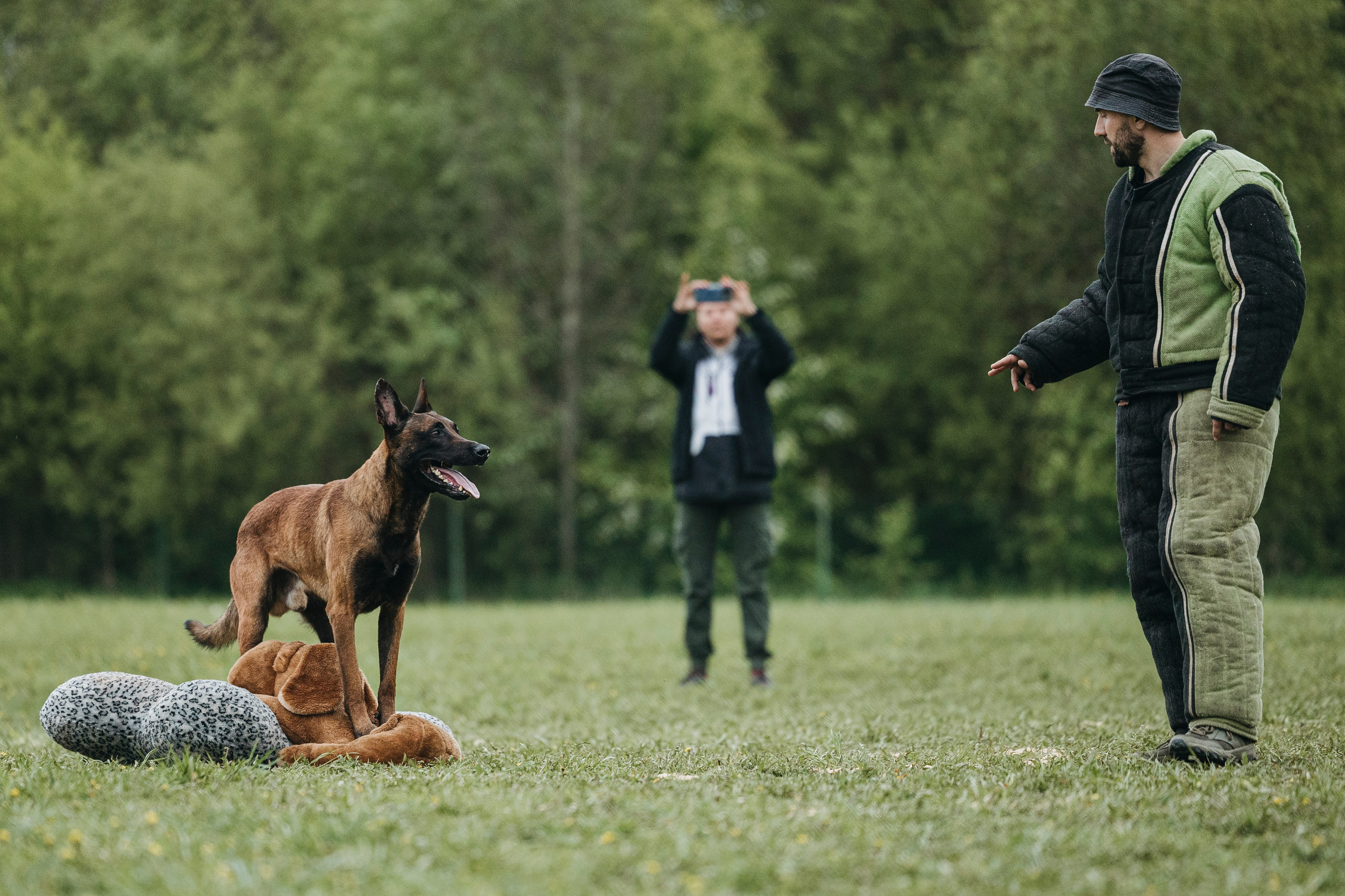 26.05.25 г. Пушкин квалификационные соревнования. Фотограф-анималист Анна Маринич