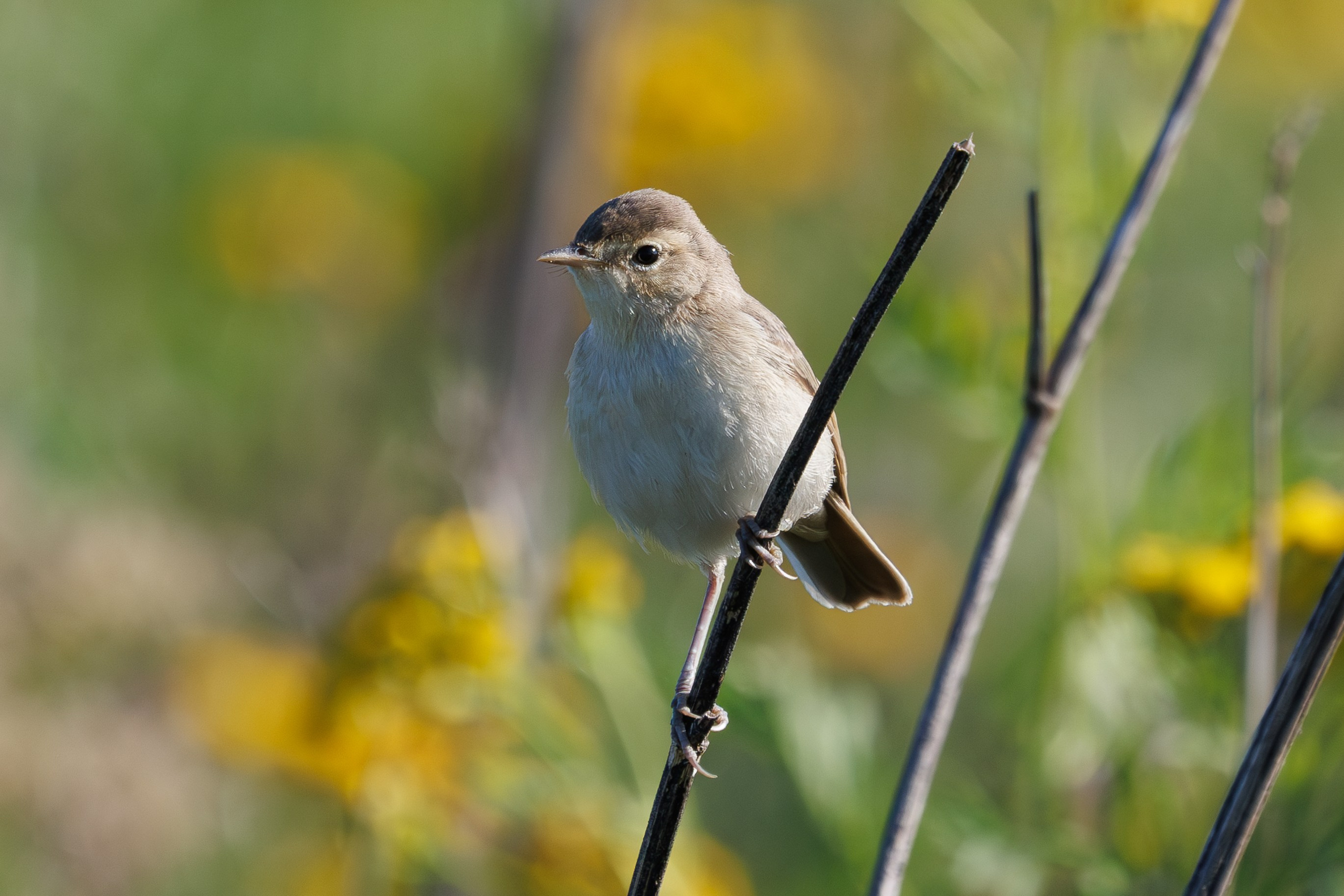 Птицы Москворецкого пойменного заказника. Птицы парков г. Люберцы
