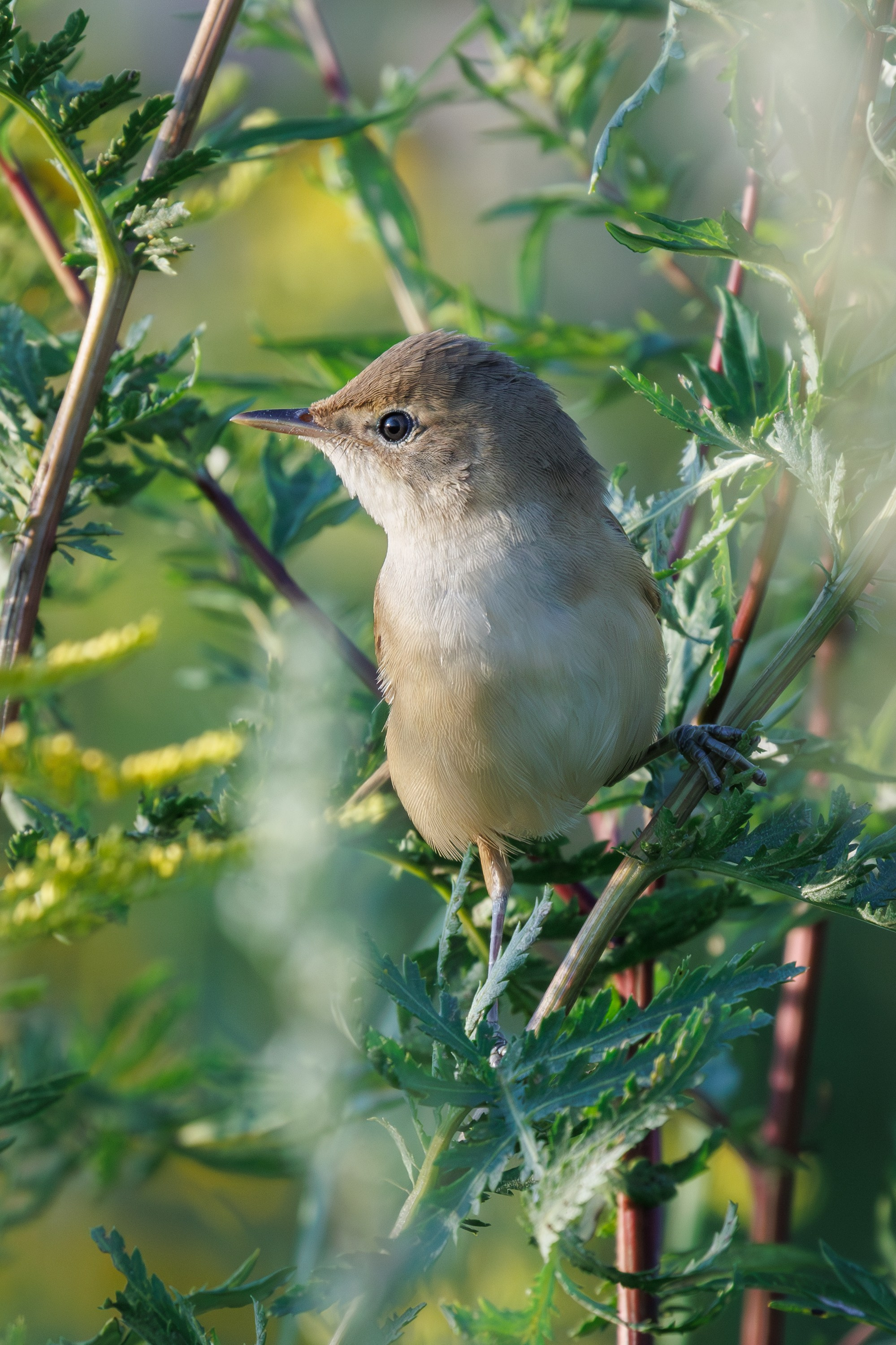 Садовая камышовка в траве Снято на Canon EOS R8, RF 600 mm f11.