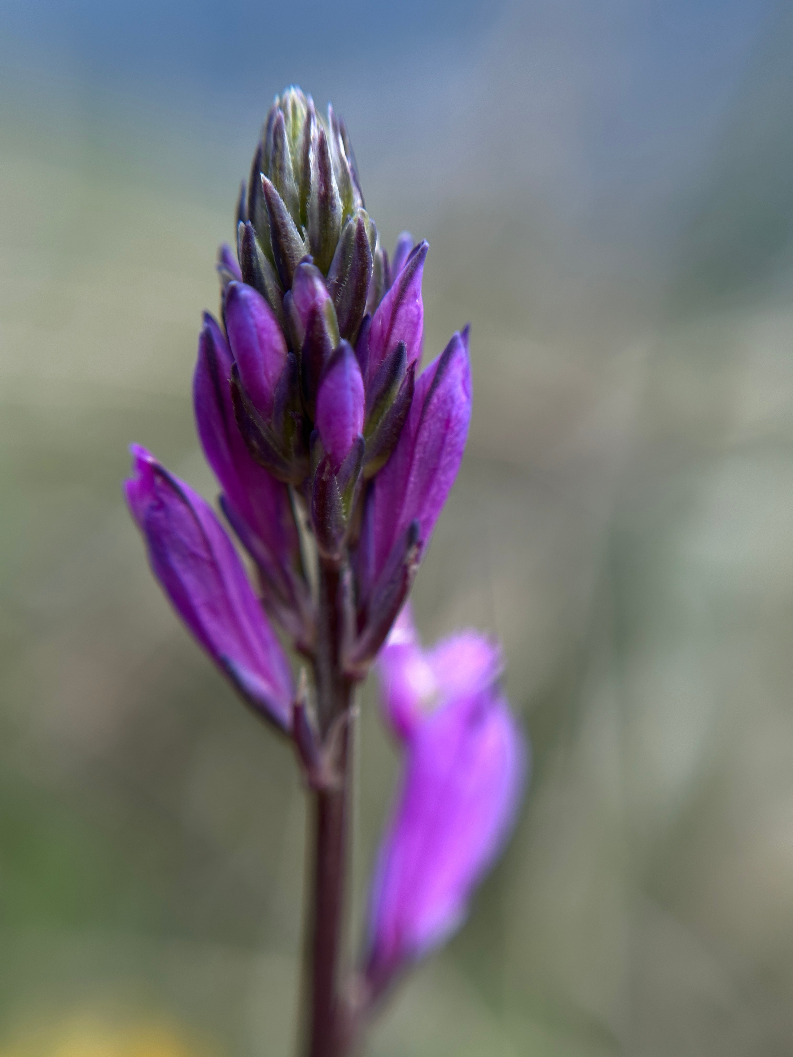 Макро любовь. Смотри, красота!