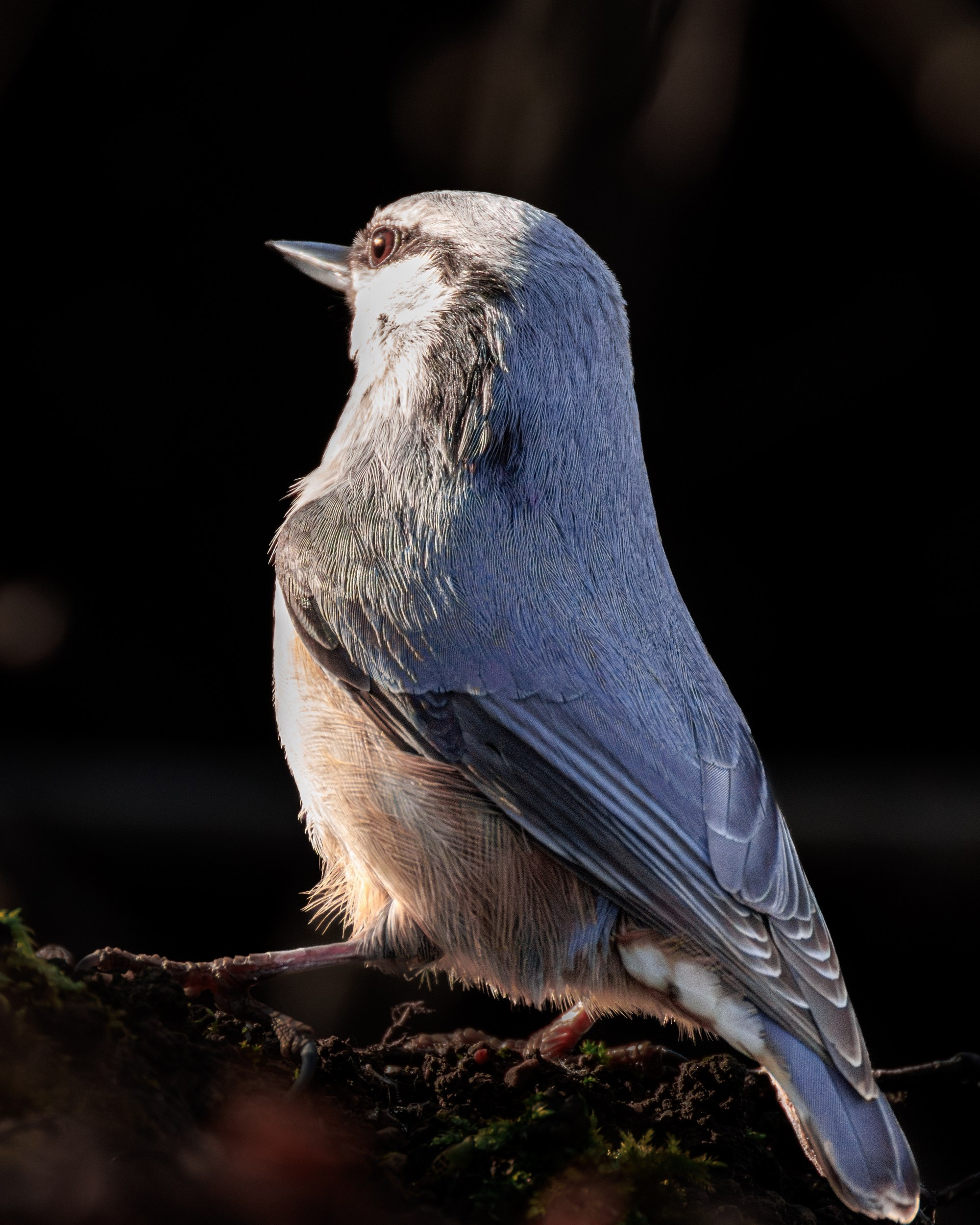 Поползень. Фотограф дикой природы Роман Исаенков