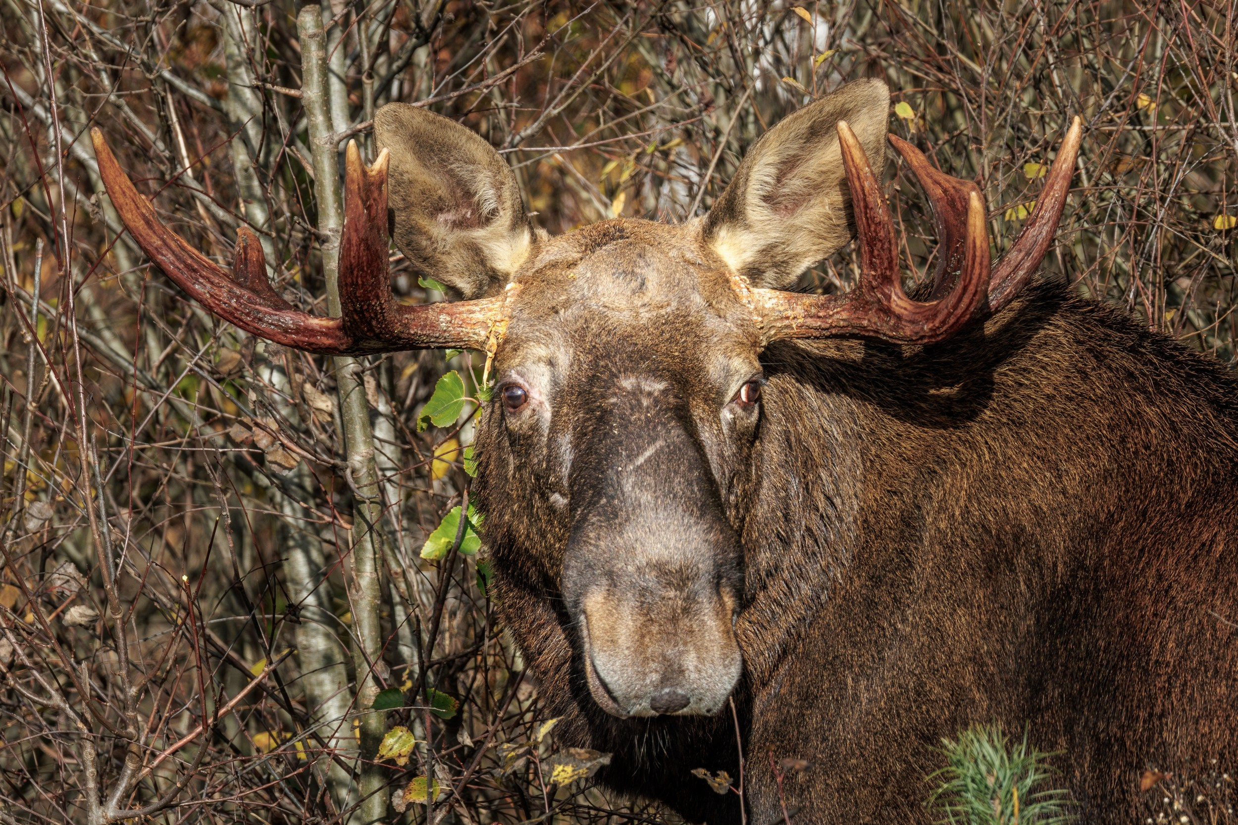 Могучий лось в естественной среде — символ лесной глуши.