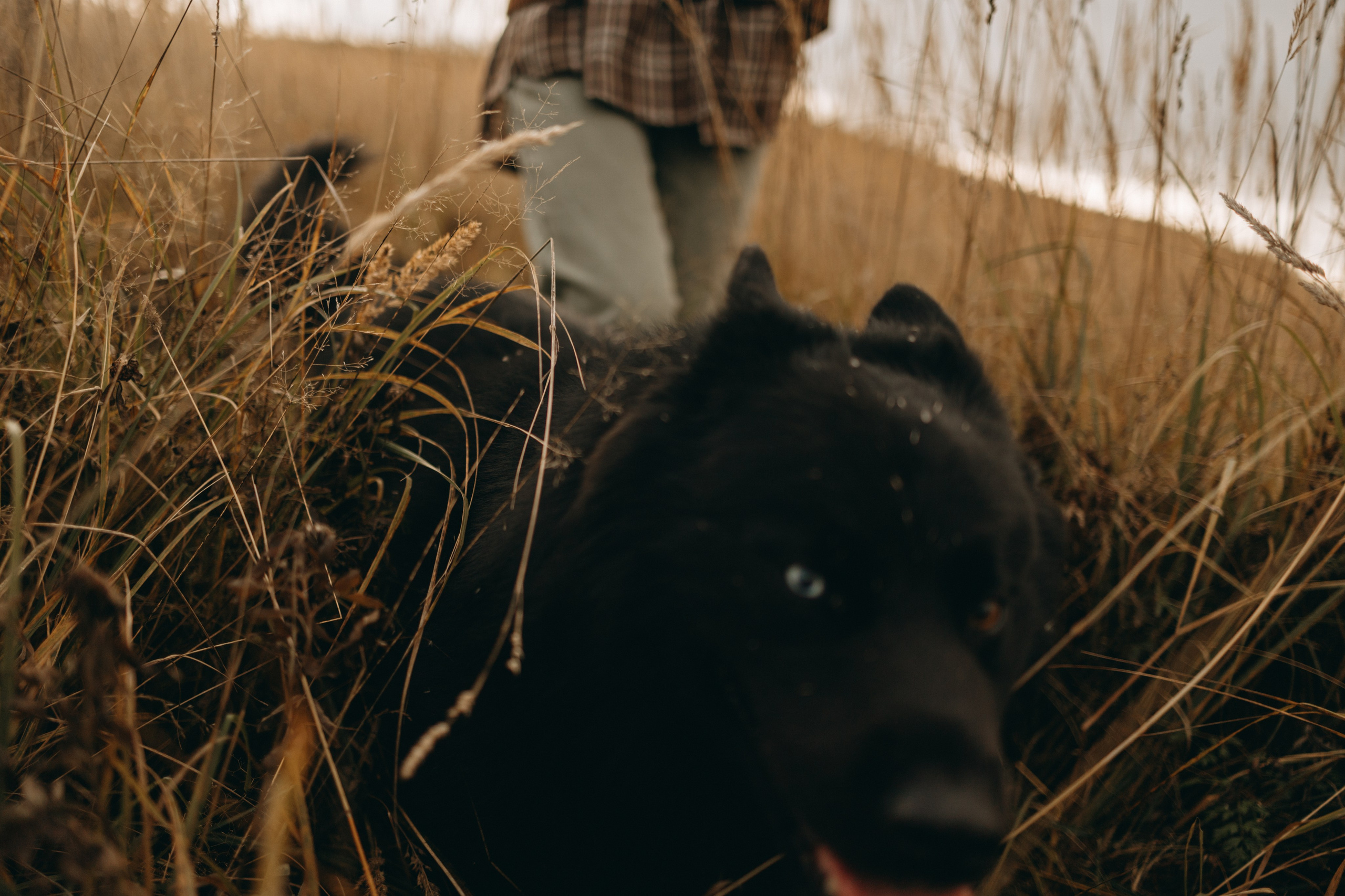 Лора и Джанго. Фотограф — Анималист | Санкт-Петербург