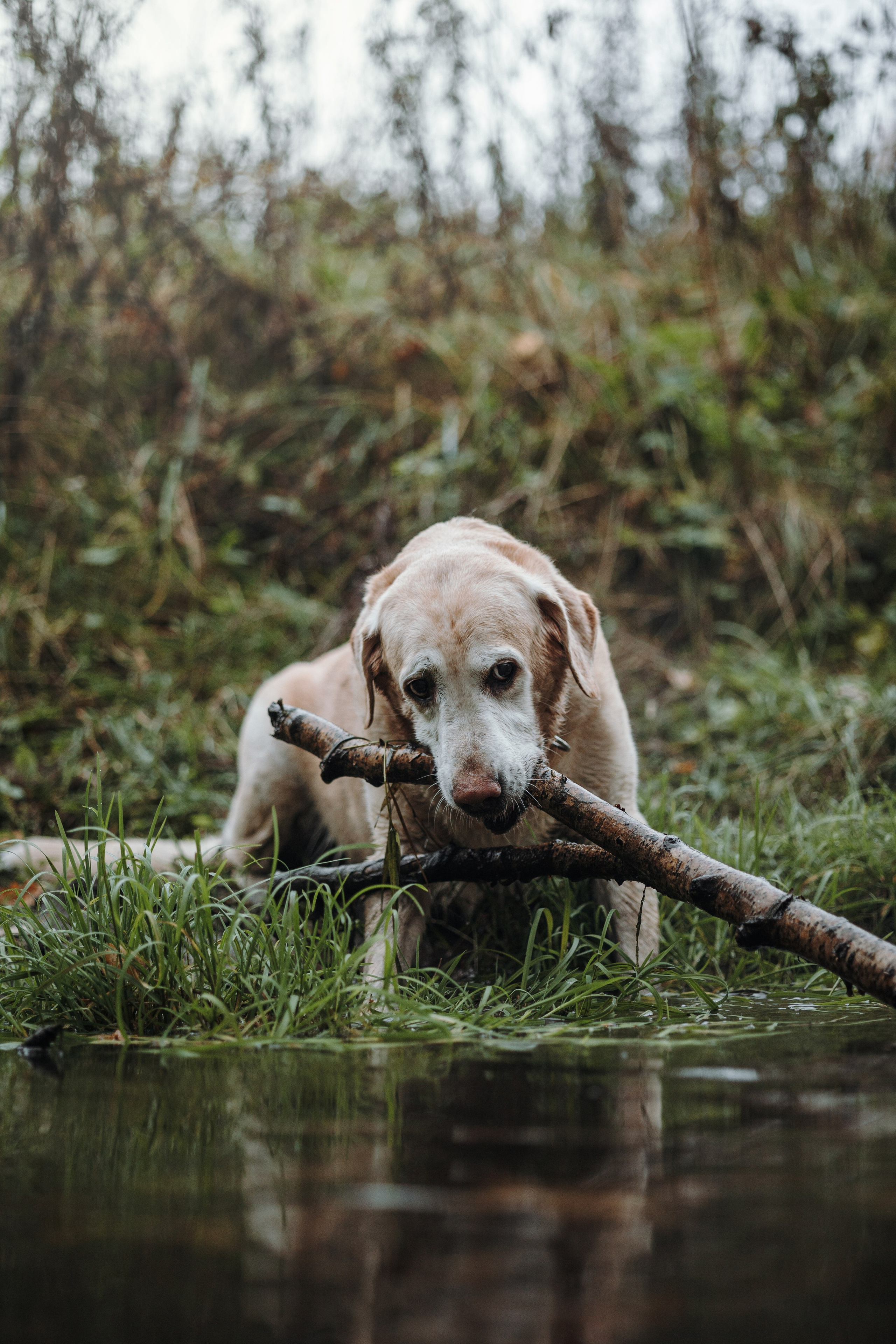 Оксана и Барон. Фотограф — Анималист | Санкт-Петербург