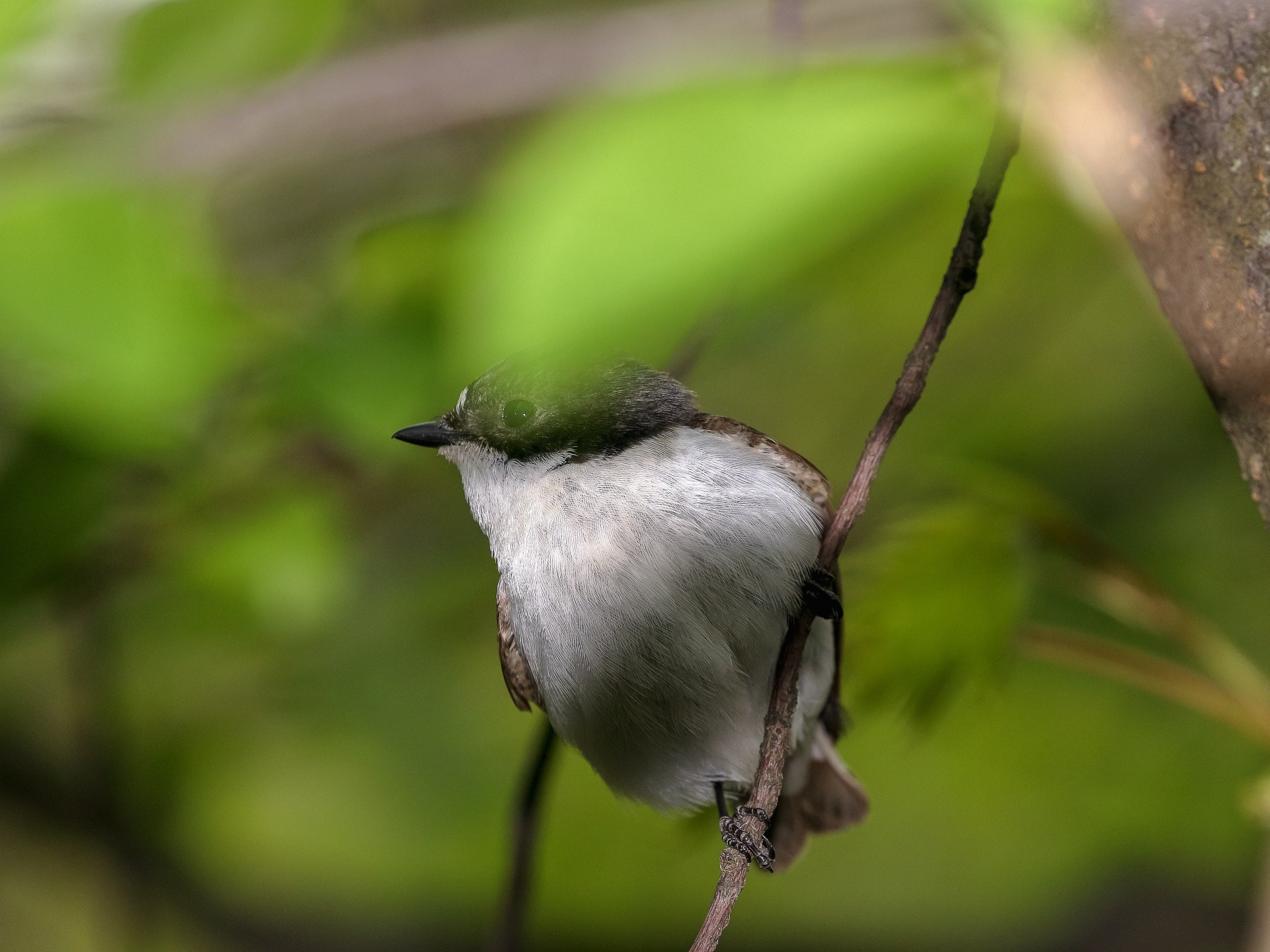 Мухоловка-пеструшка позирует фотографу