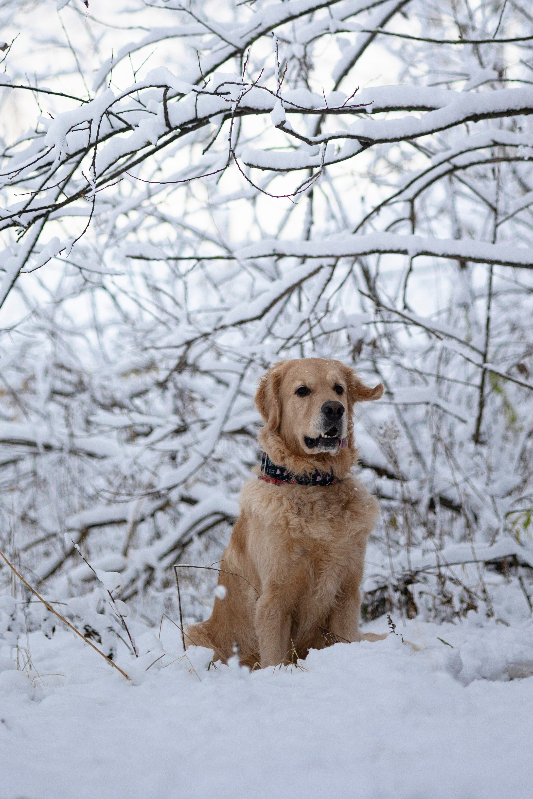 Съемка с собакой. Анастасия Белаш