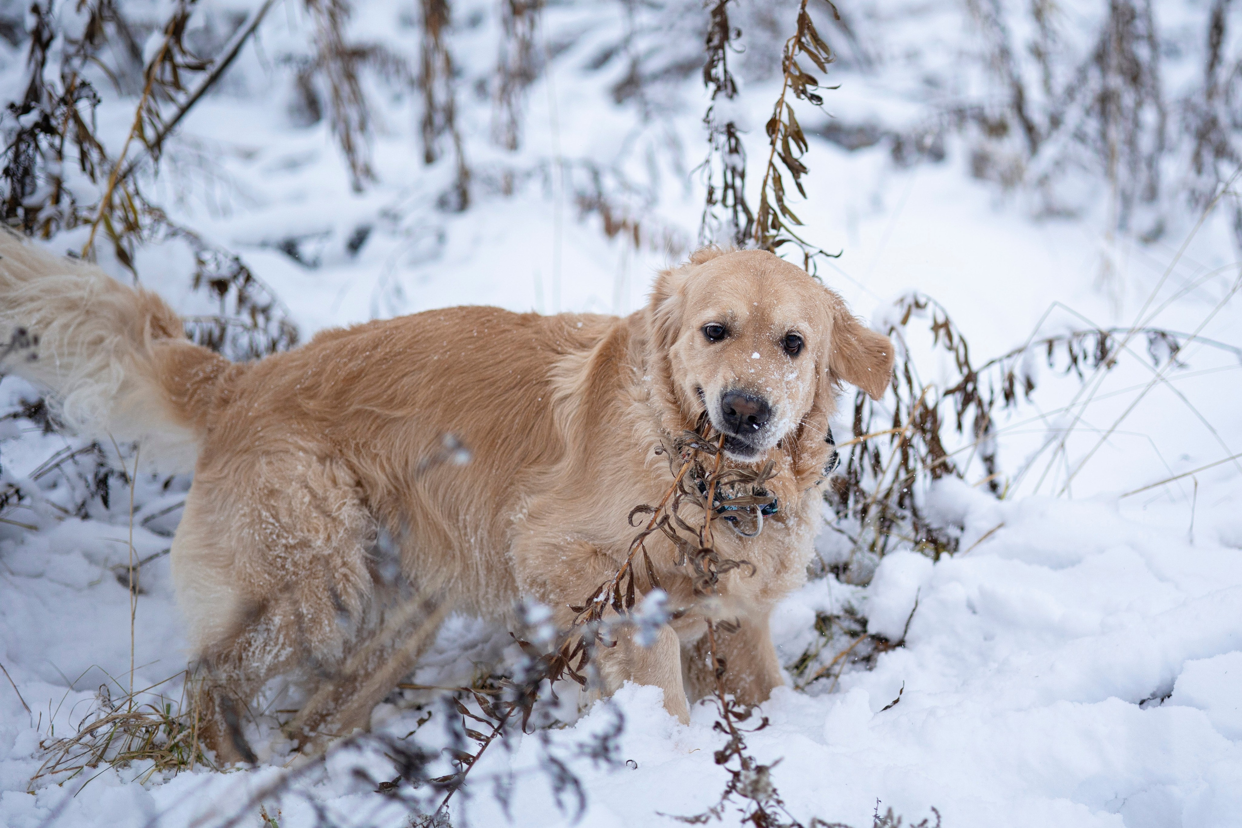 Съемка с собакой. Анастасия Белаш