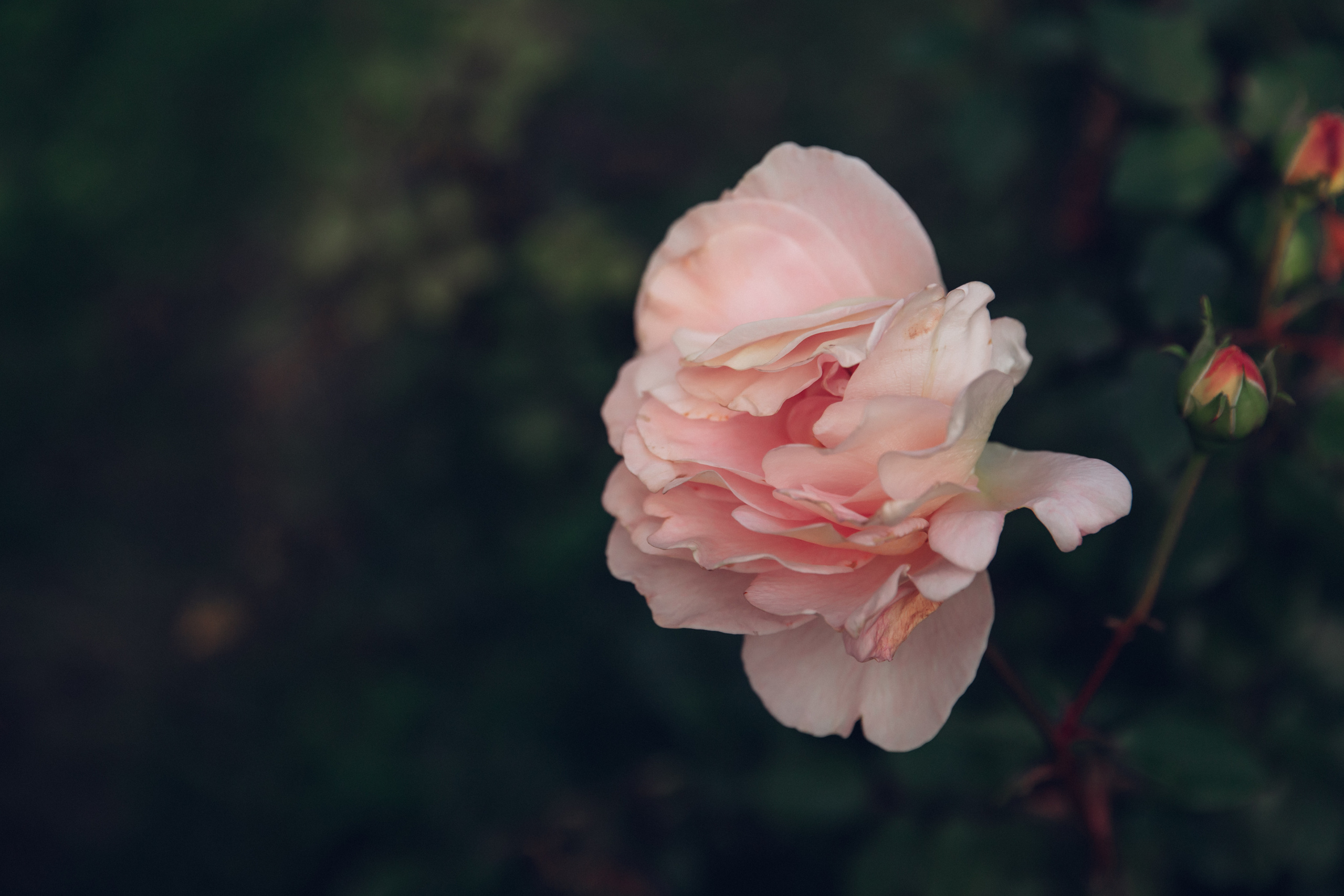 Алиса, Ляля и Агния, Елагин. Семейный фотограф в Санкт-Петербурге Алиса Мохова