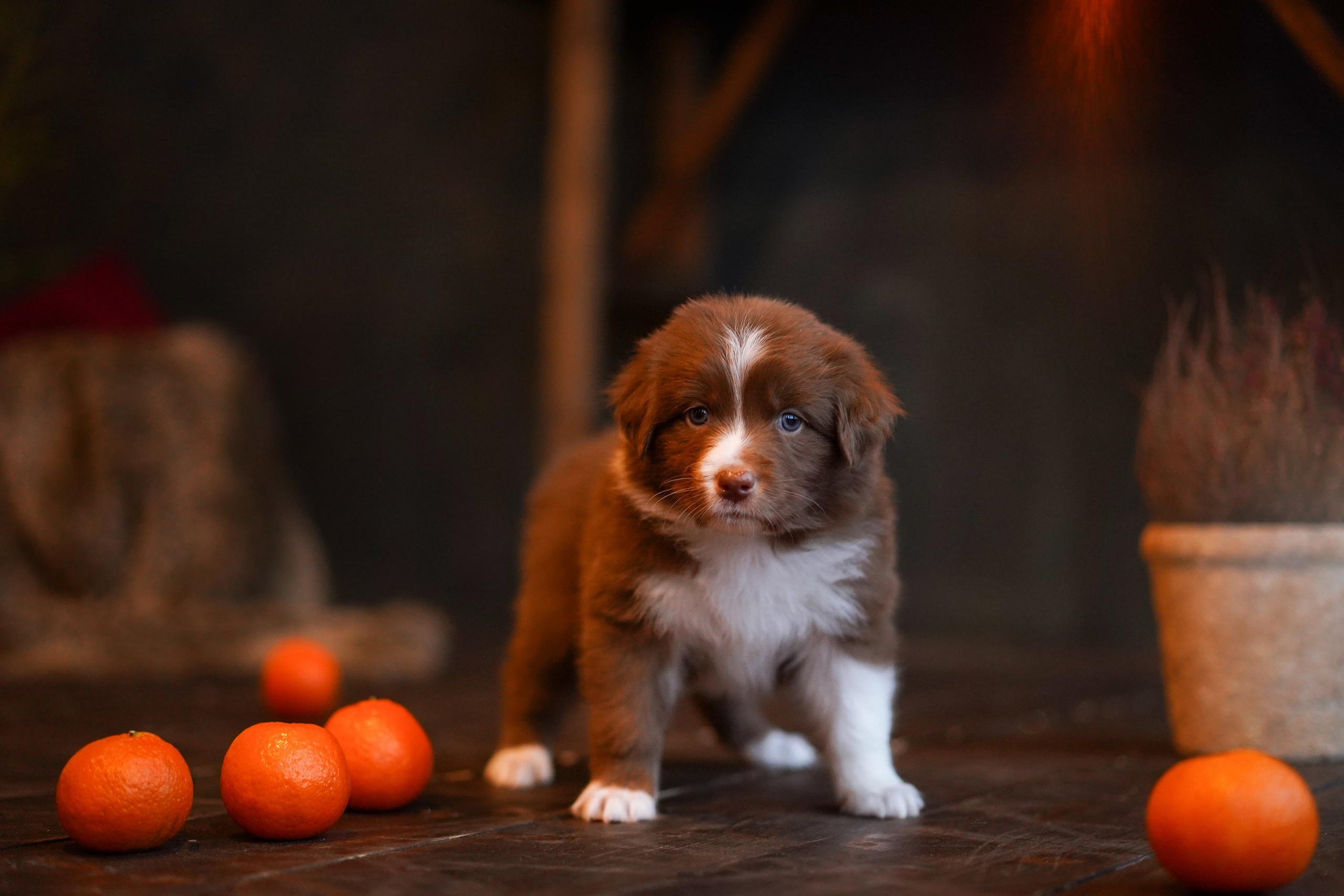 Щенки австралийской овчарки. Фотограф-анималист в Санкт-Петербурге Яна Мартынова
