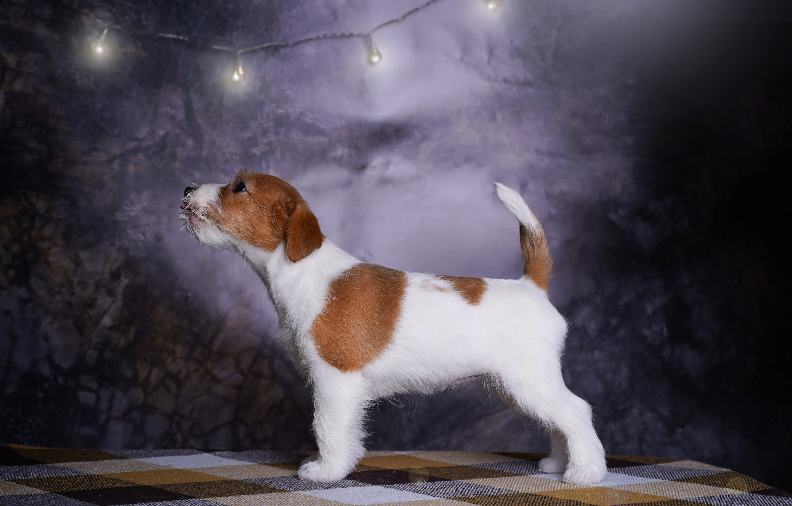 Щенки джек-рассел терьера. Фотограф-анималист в Санкт-Петербурге Яна Мартынова