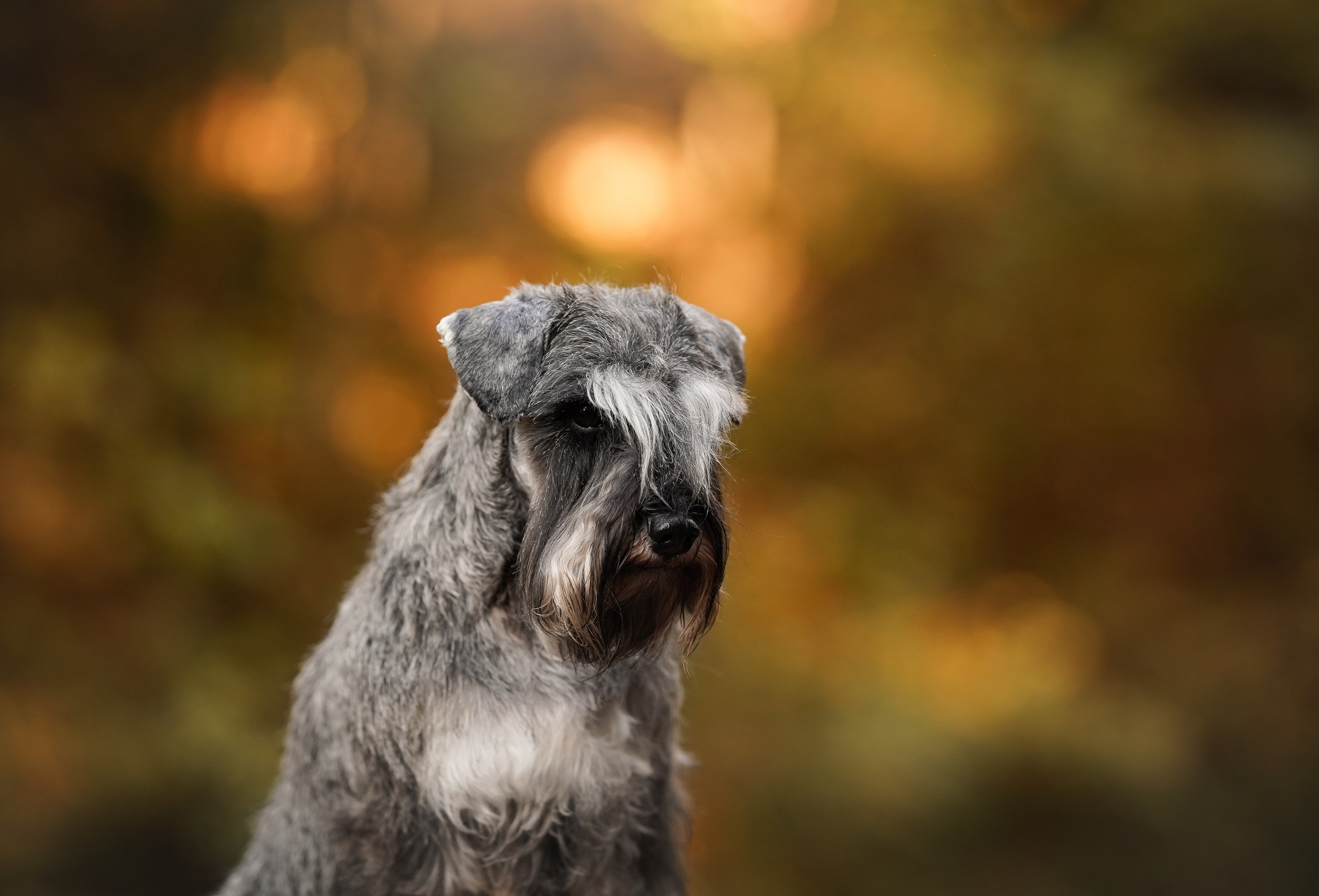 Даша Никита и Бенчи. Фотограф-анималист в Санкт-Петербурге Яна Мартынова