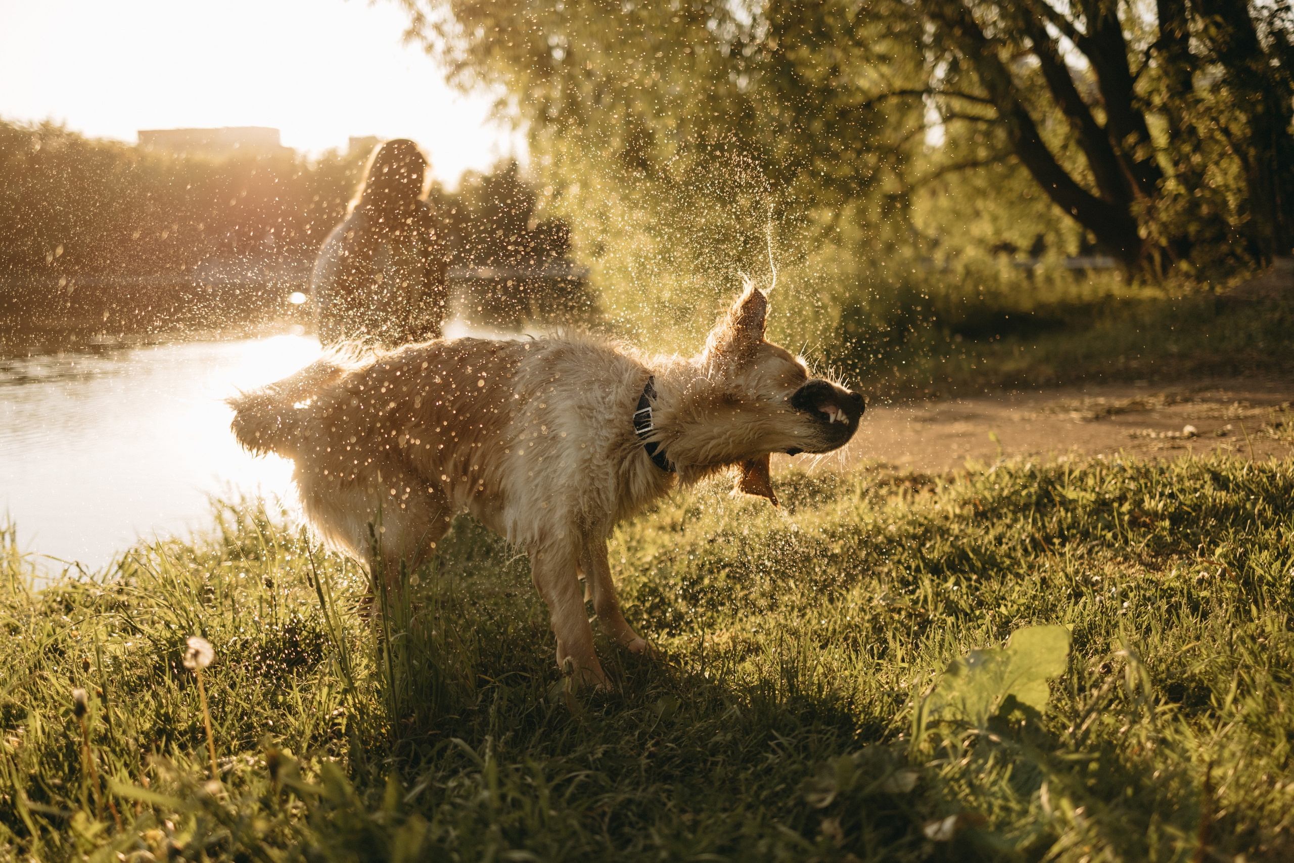 Пенни и ребята. Фотограф — Анималист | Санкт-Петербург