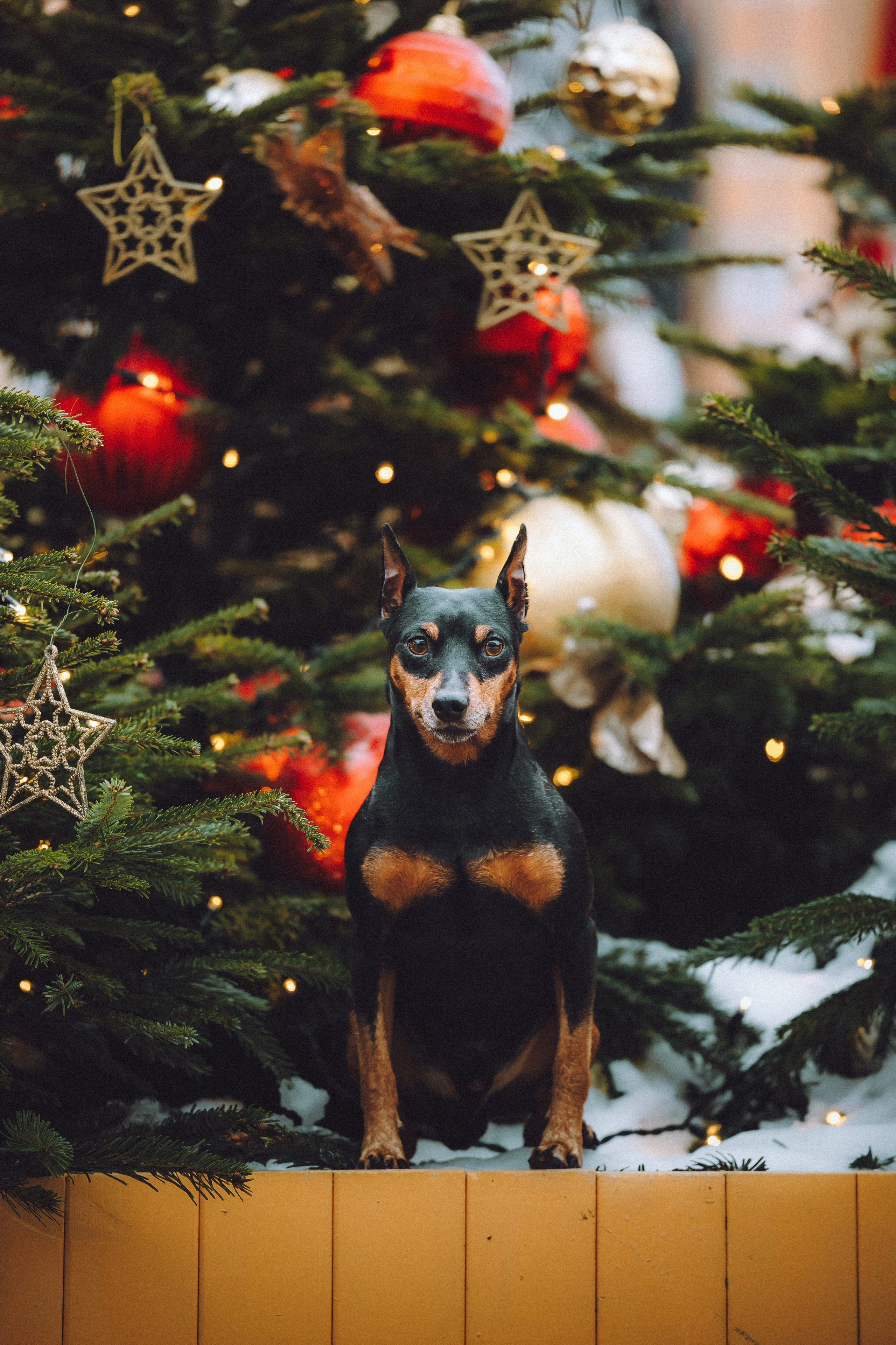 Топик и его семья