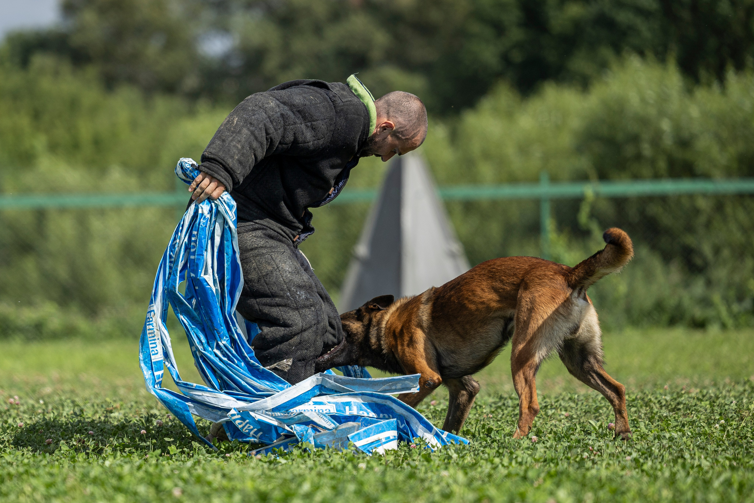 Соревнования по Мондьорингу г. Вологда 10-11.08.2024. Фотограф-анималист Анна Маринич