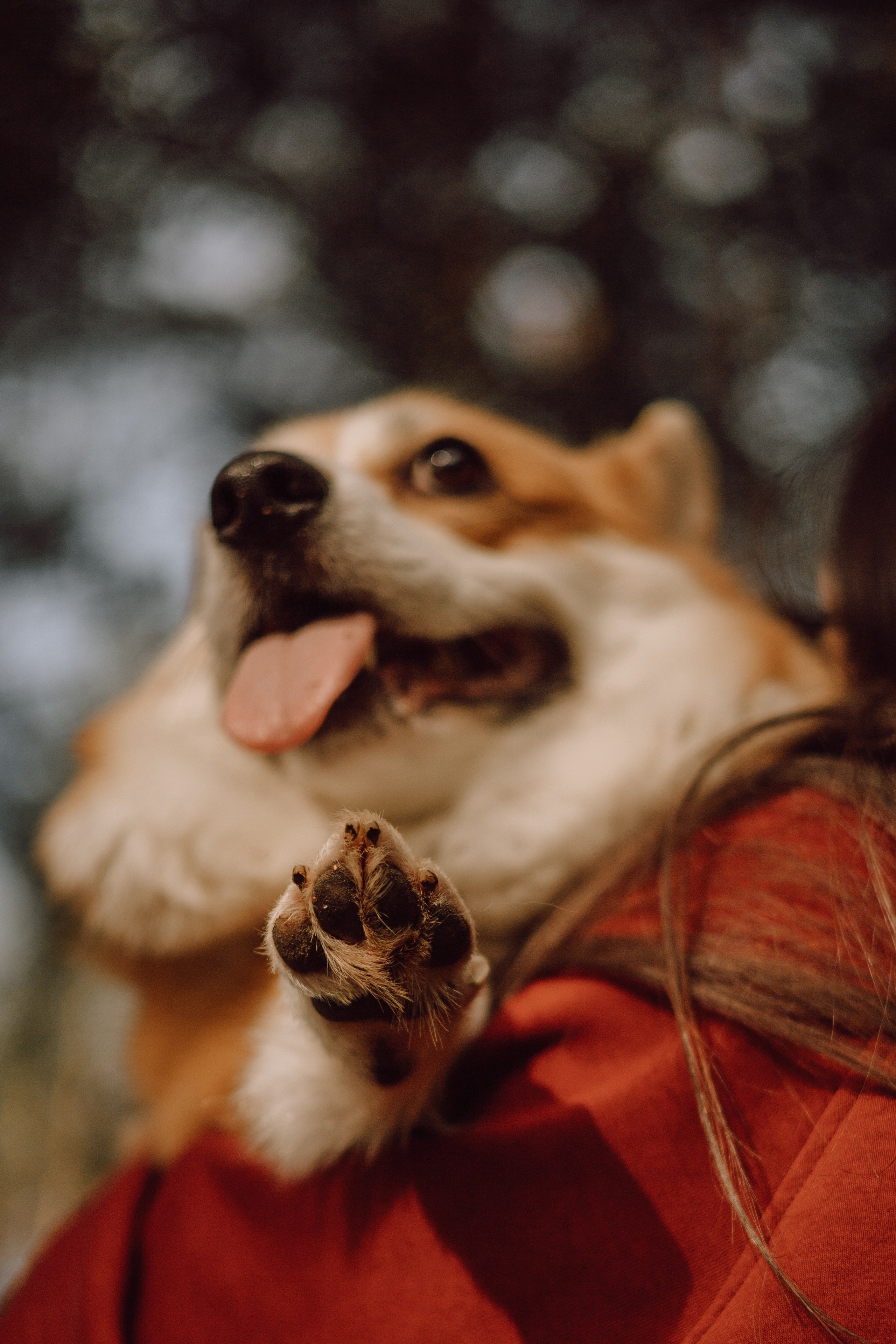 Йосик и его Мари. Фотограф — анималист •love-story•|Санкт-Петербург