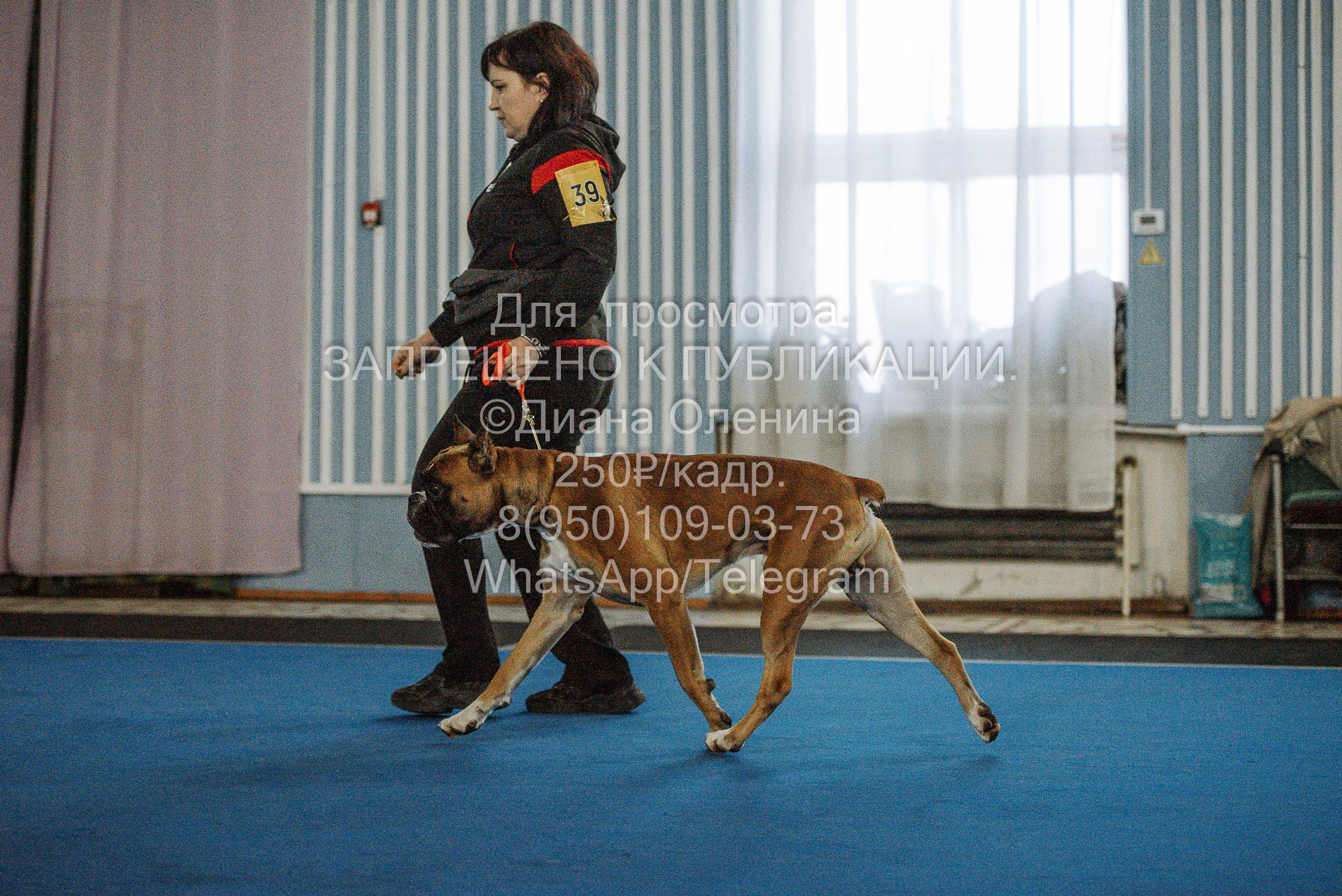 Выставка собак Красноярск 29.10.2023. Фотограф Диана Оленина Красноярск / Братск