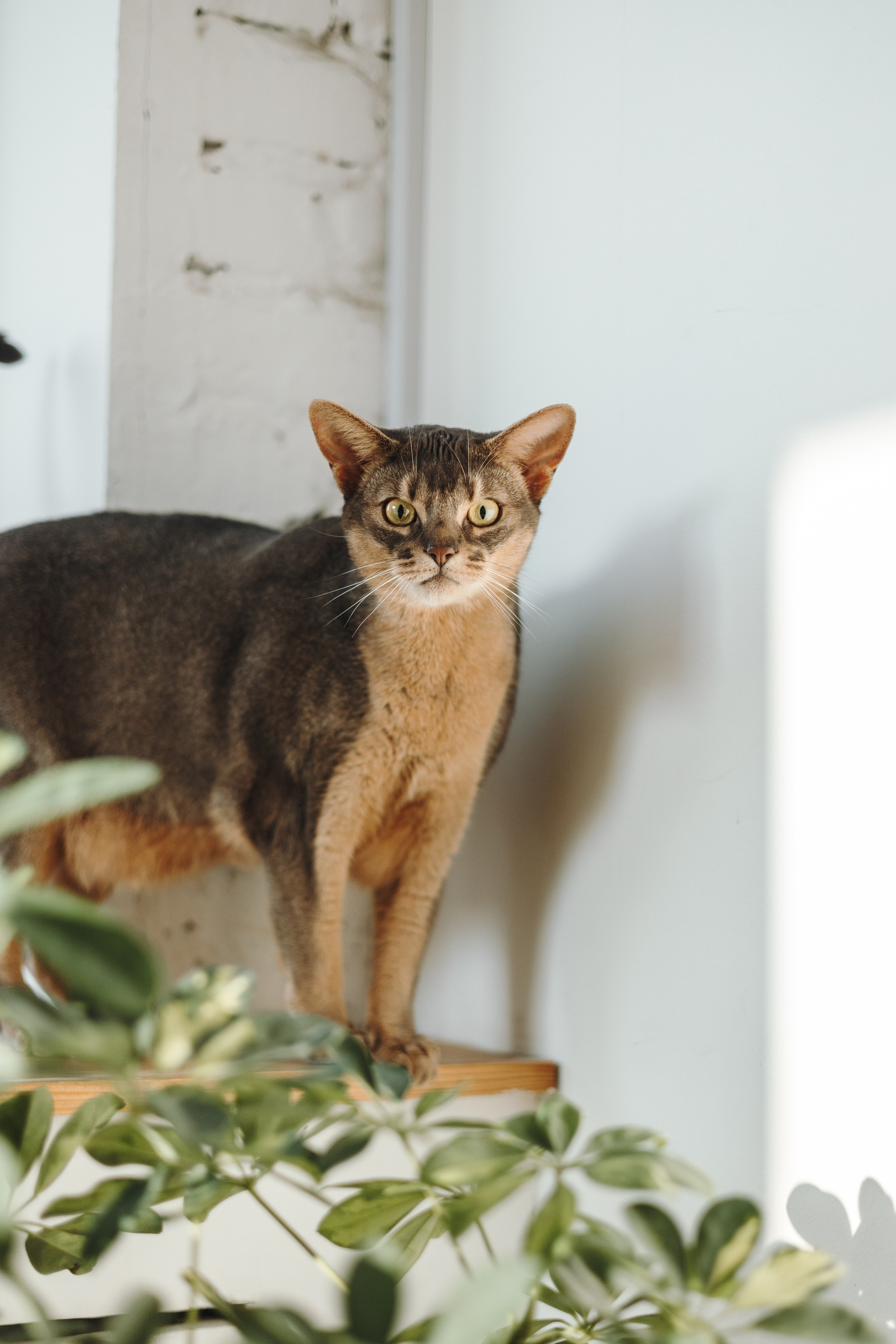 Циско и его семья. Фотограф — Анималист | Санкт-Петербург