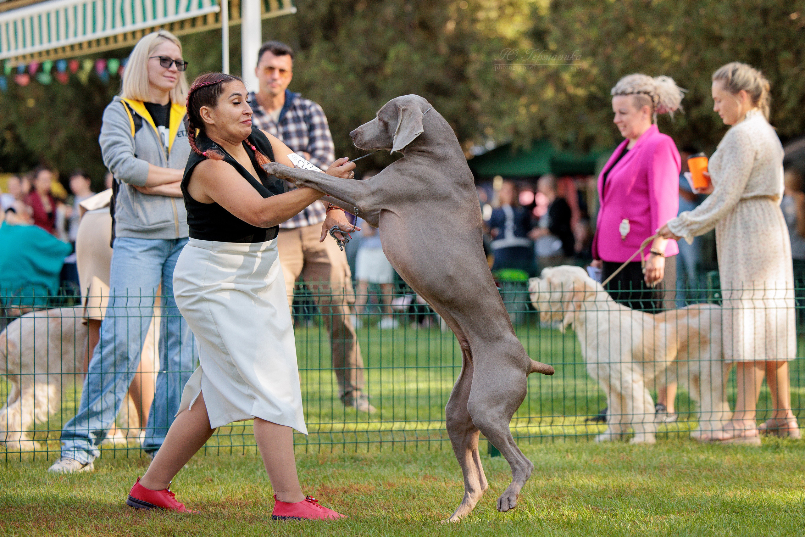Бишкек 3х CACIB 26-28.09.2025. Фотограф-анималист Юлия Германика