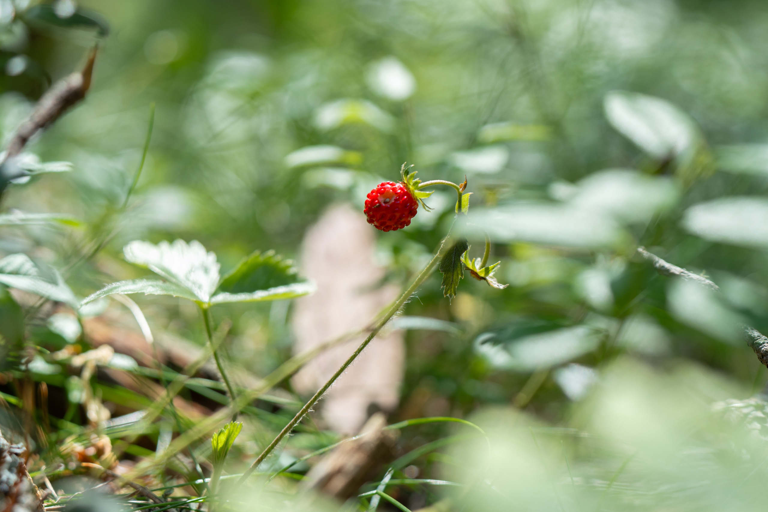 Карелия. ПОБУДЬ ЗДЕСЬ И ЦЕЛЕЕ БУДЕТ ЭТОТ МИР