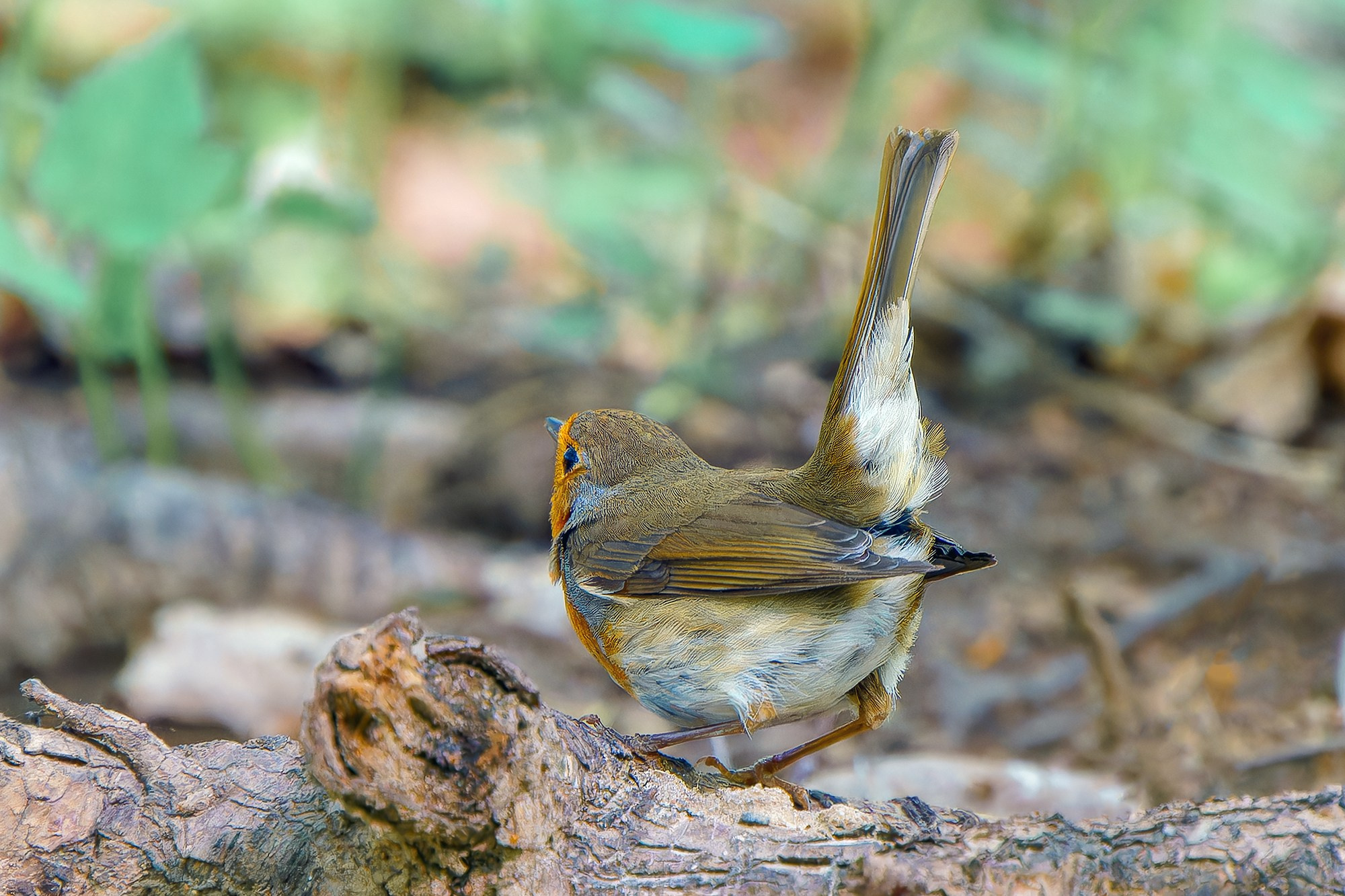 Удивительные мир птиц. Вокруг нас столько прекрасного — присмотритесь!. Ваш личный фотограф Марина Волкова