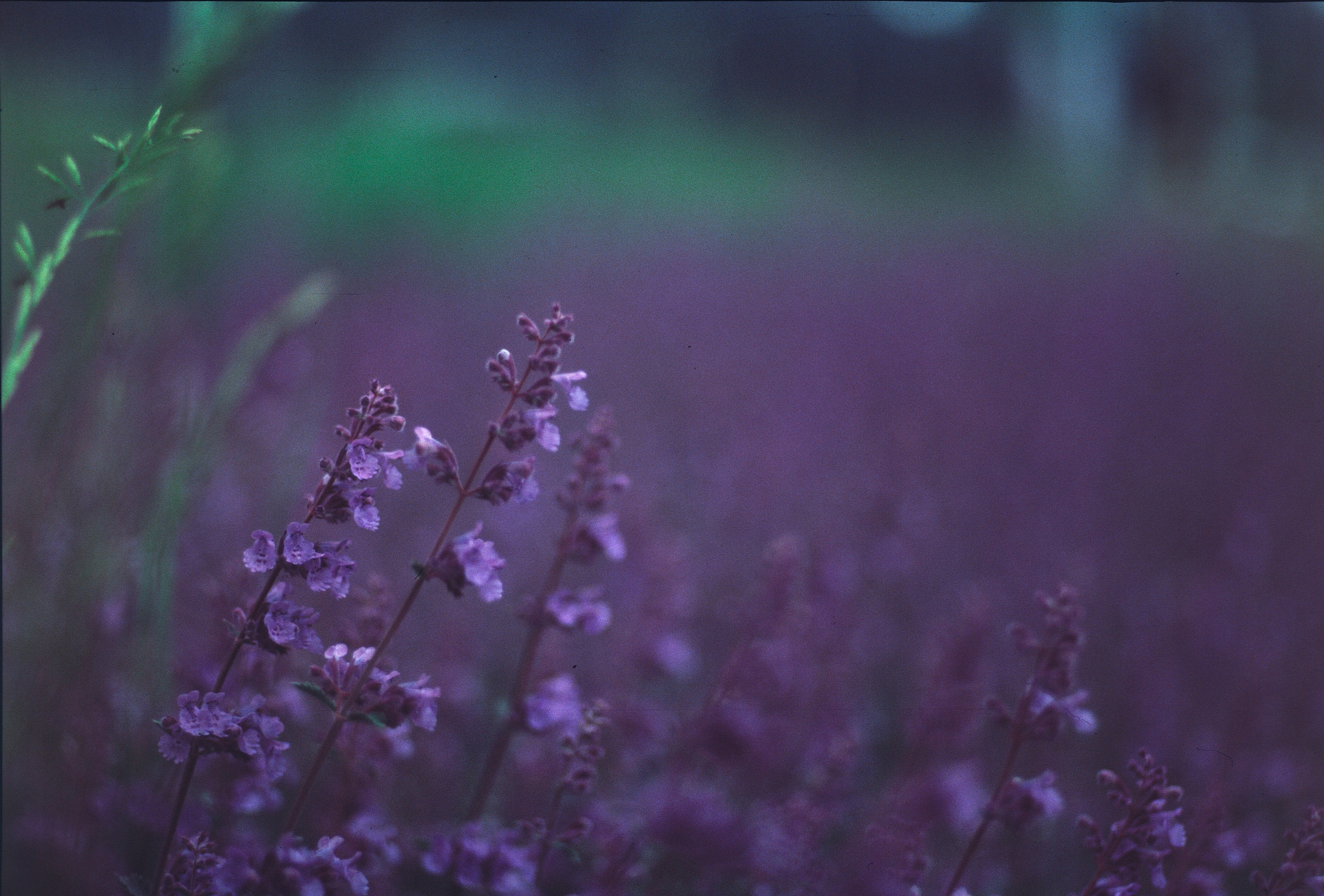 Цвет. Семоха Валерий. Фотограф