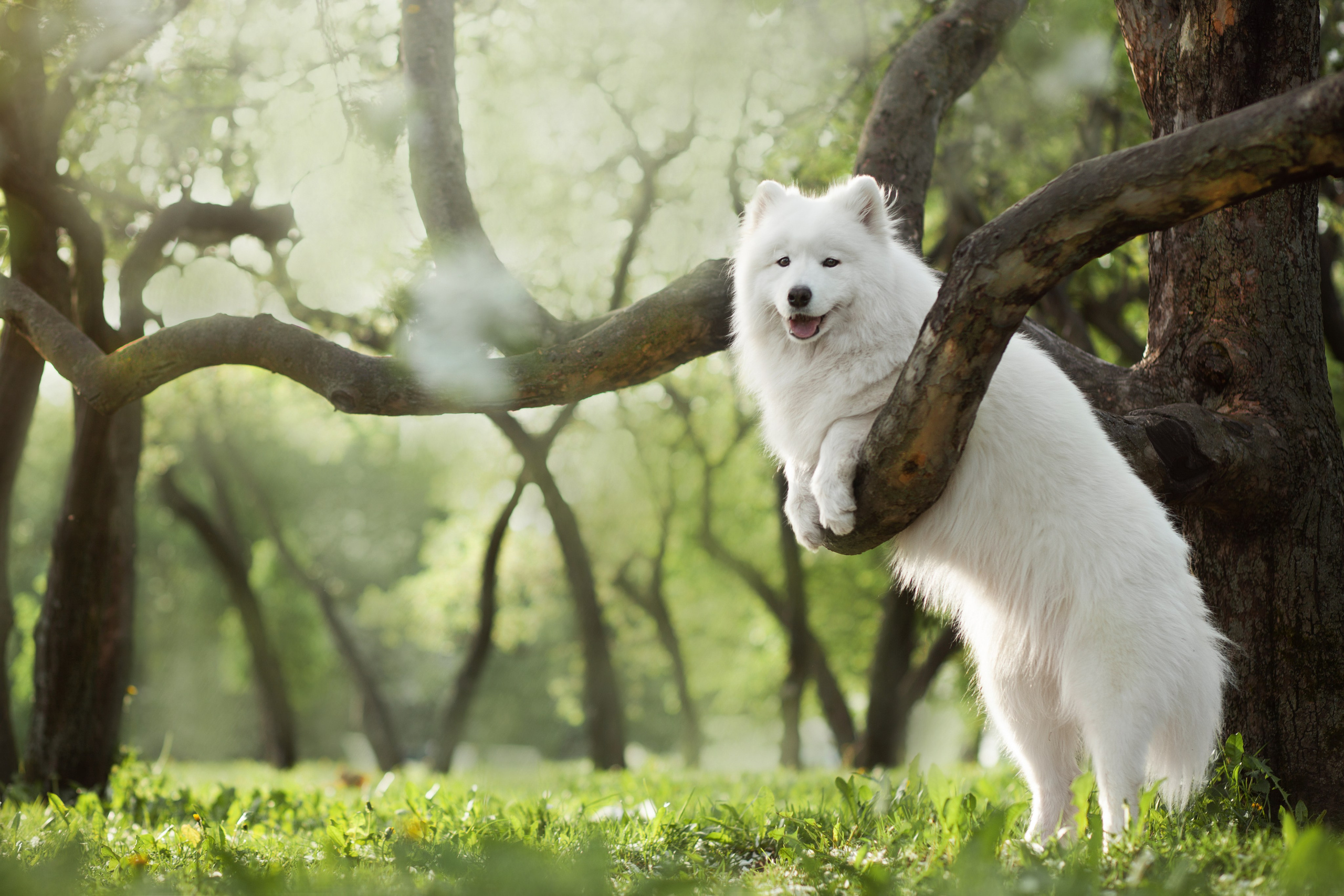 Фото собак, животных весной. Фотограф анималист в Москве Майорова Евгения