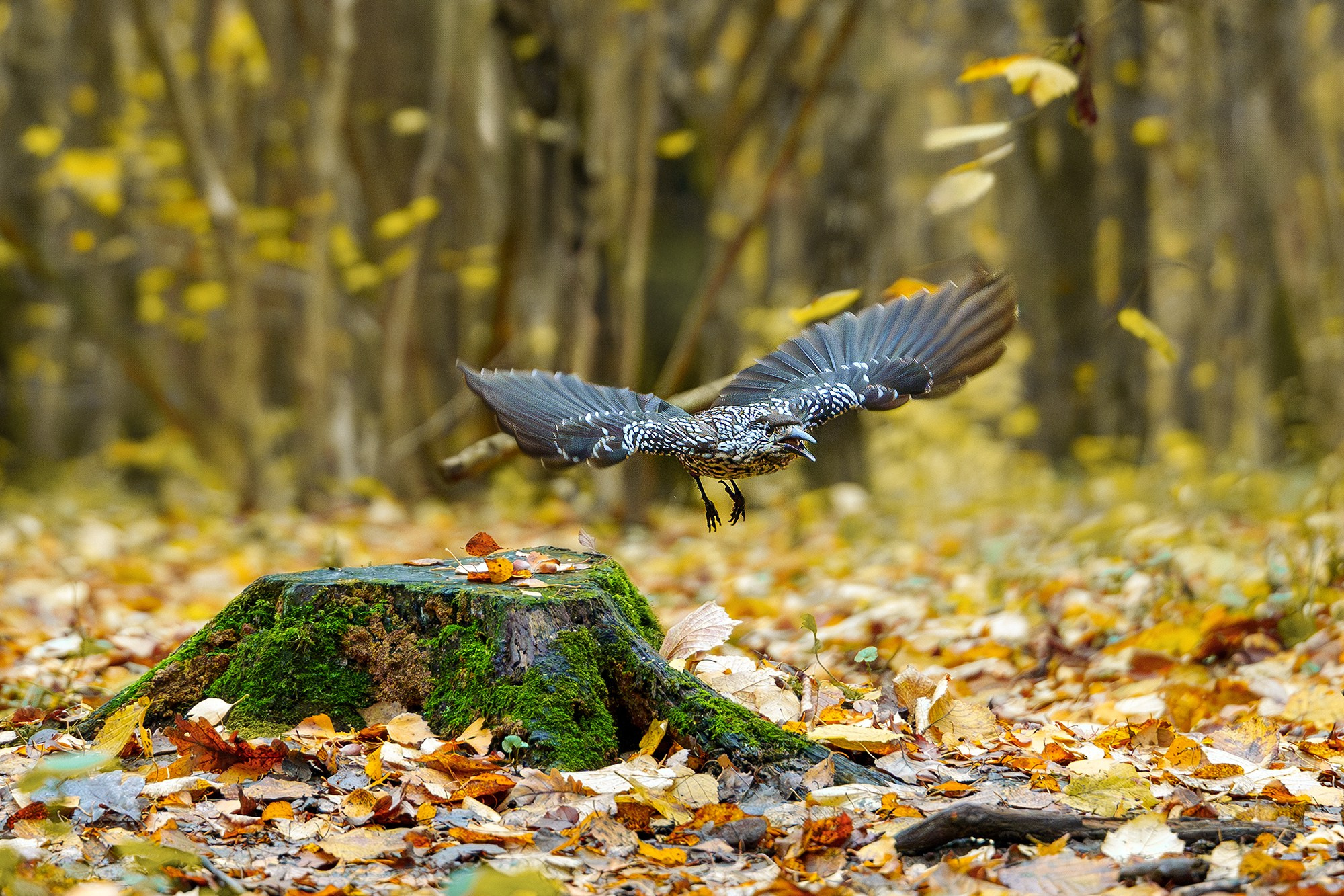 Удивительные мир птиц. Вокруг нас столько прекрасного — присмотритесь!. Ваш личный фотограф Марина Волкова