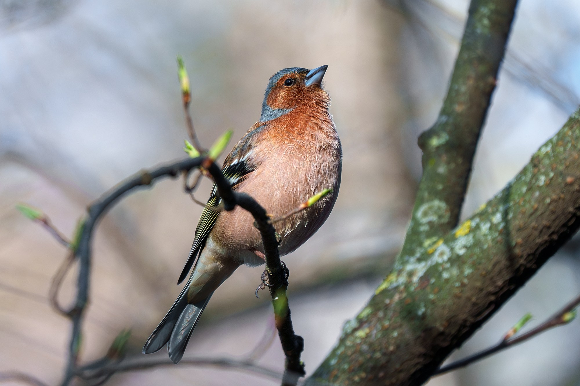 Удивительные мир птиц. Вокруг нас столько прекрасного — присмотритесь!. Ваш личный фотограф Марина Волкова