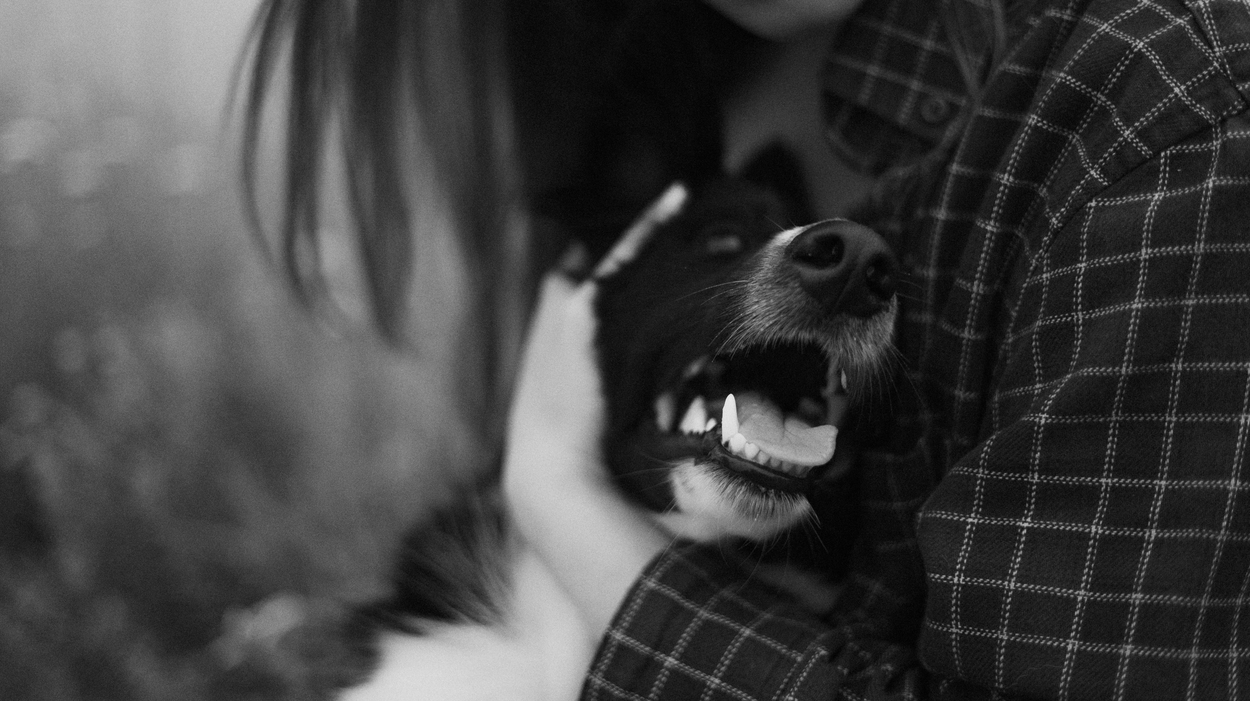 Аделя, Вандер, Шайна и Бая. Фотограф-анималист Богданова Полина