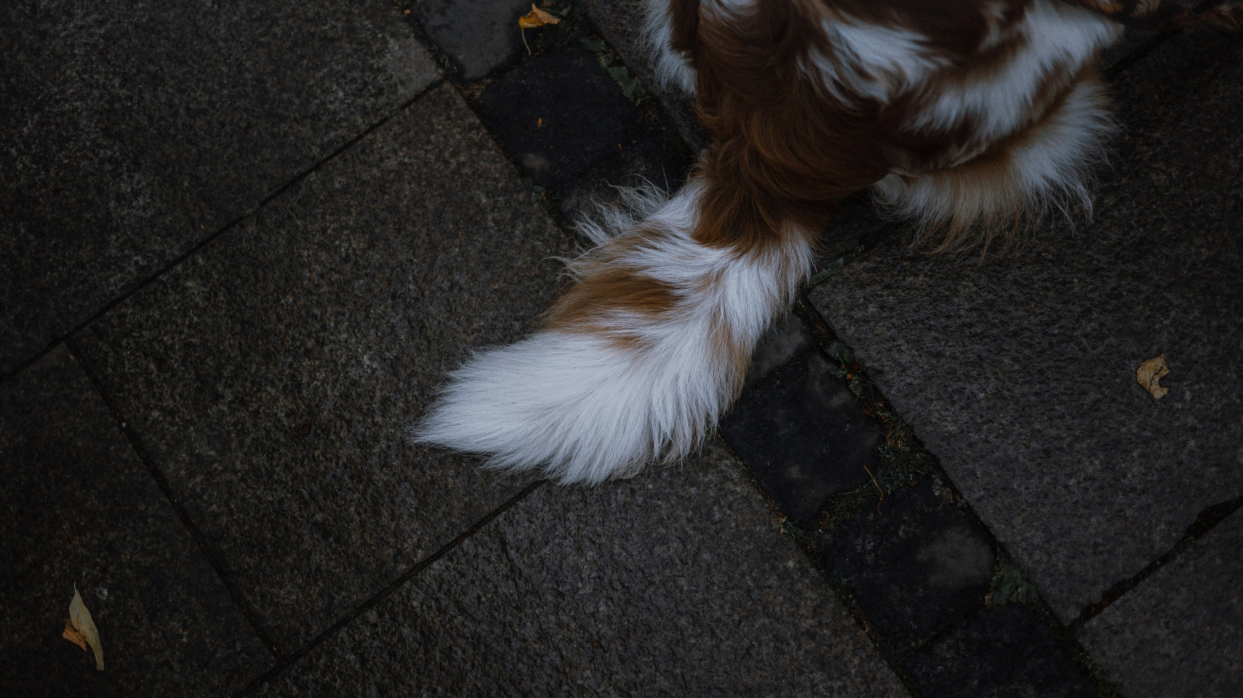 Светлана и Оливия. Фотограф-анималист Богданова Полина