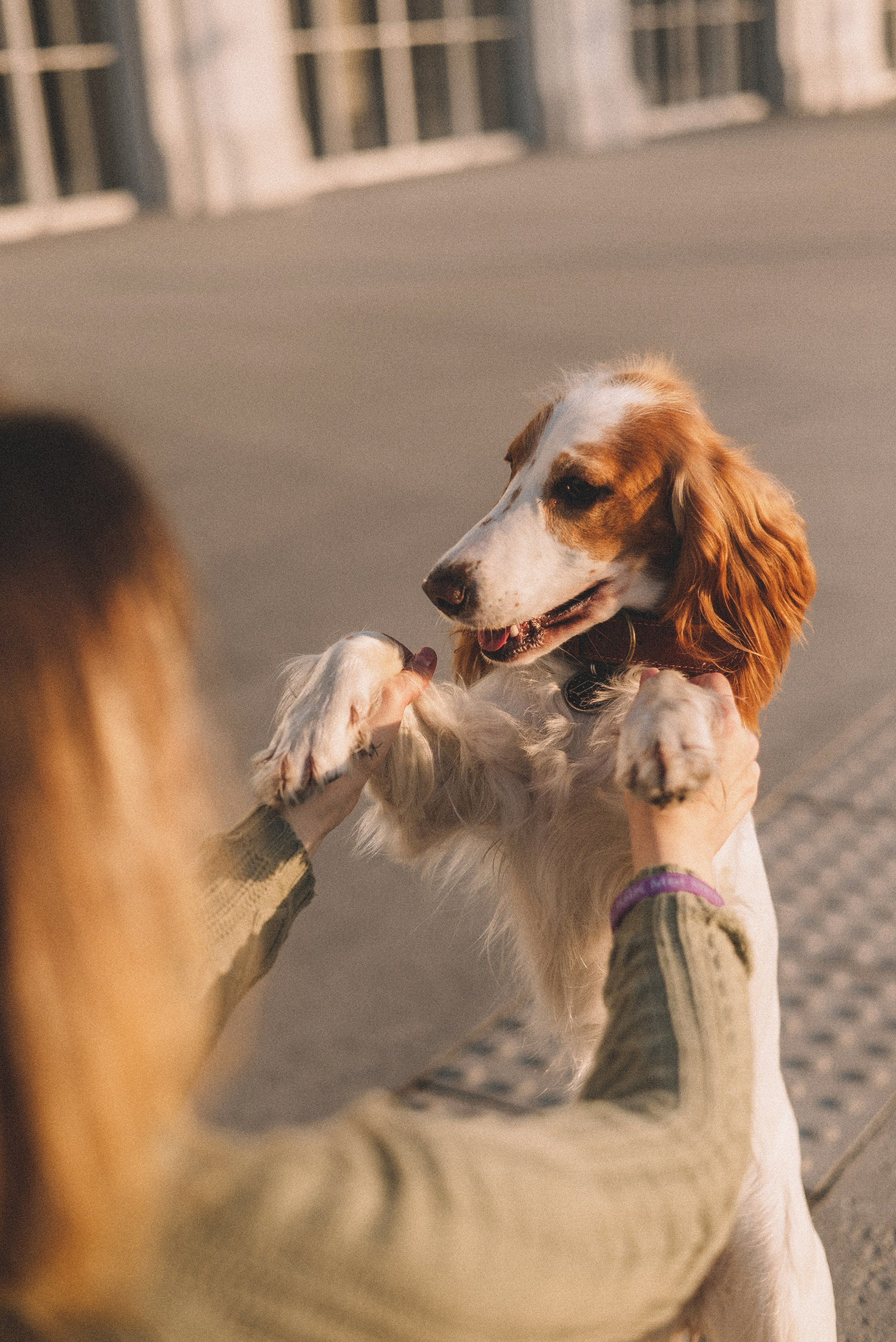 Маша и Вега. Фотограф-анималист Богданова Полина