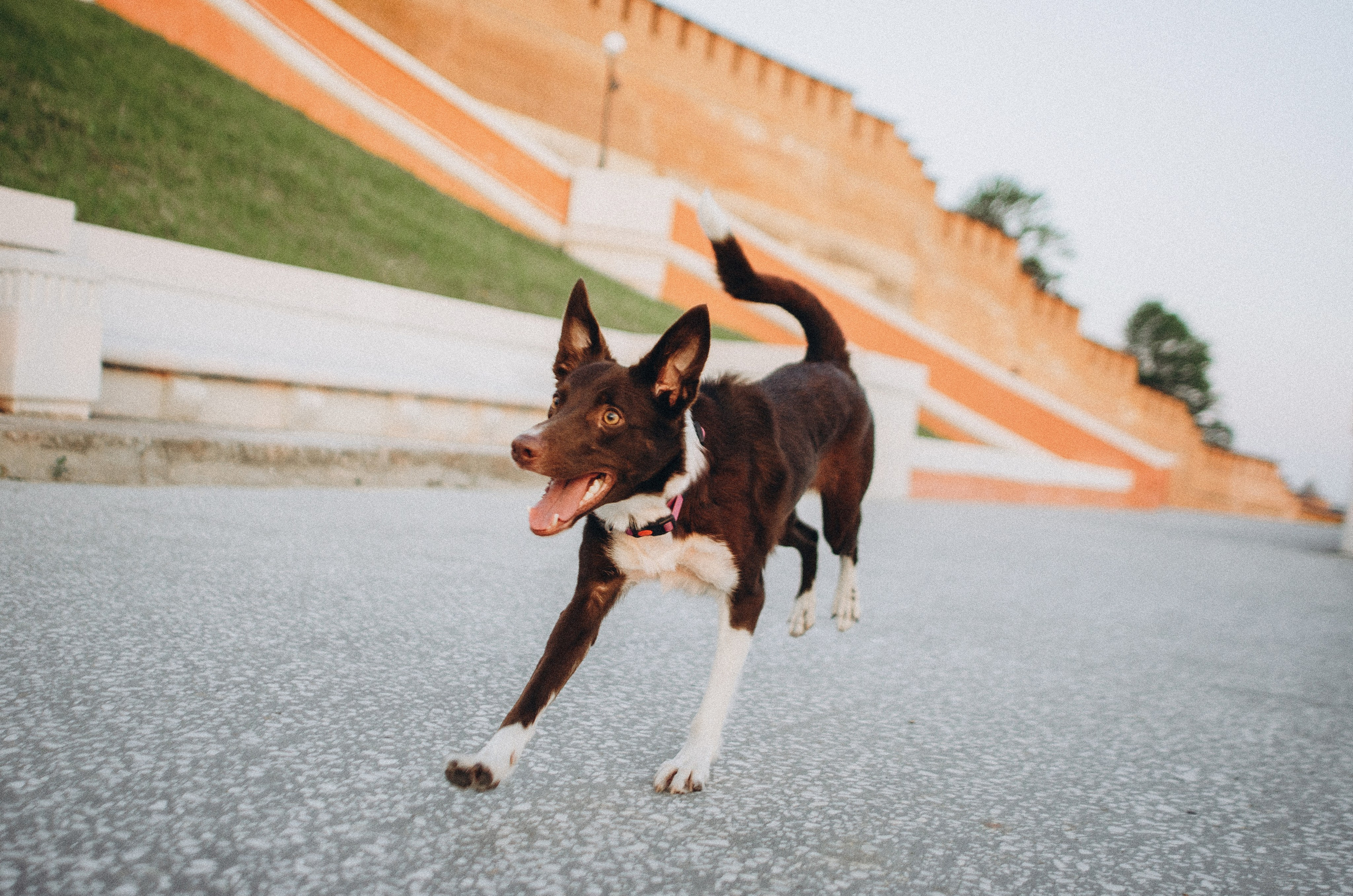 Вика и Эсса. Фотограф-анималист Богданова Полина