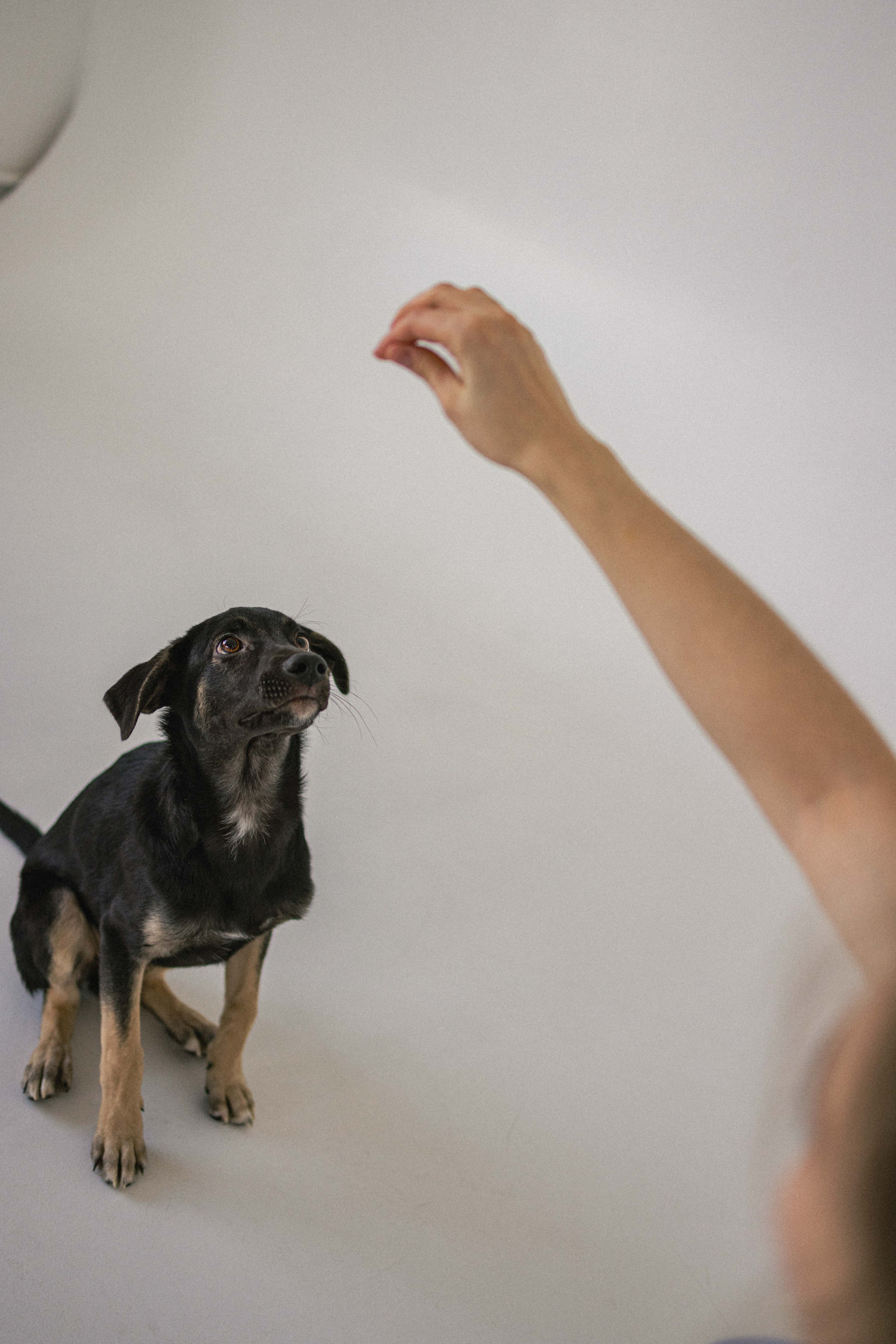 Крис и Тэдди. Фотограф-анималист в Москве Лера Черноног