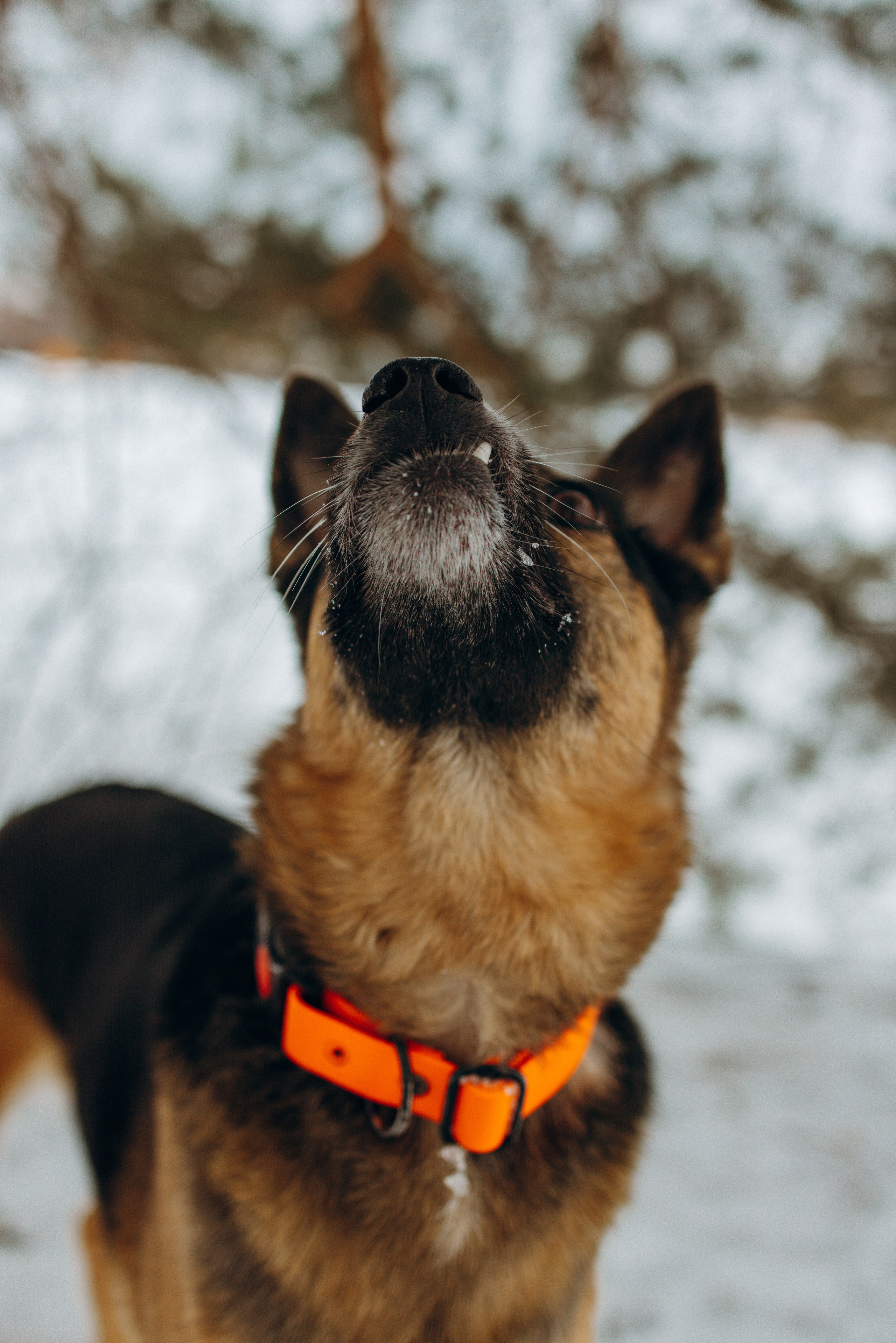Ника, Матиша и Герда. Фотограф-анималист в Москве Лера Черноног