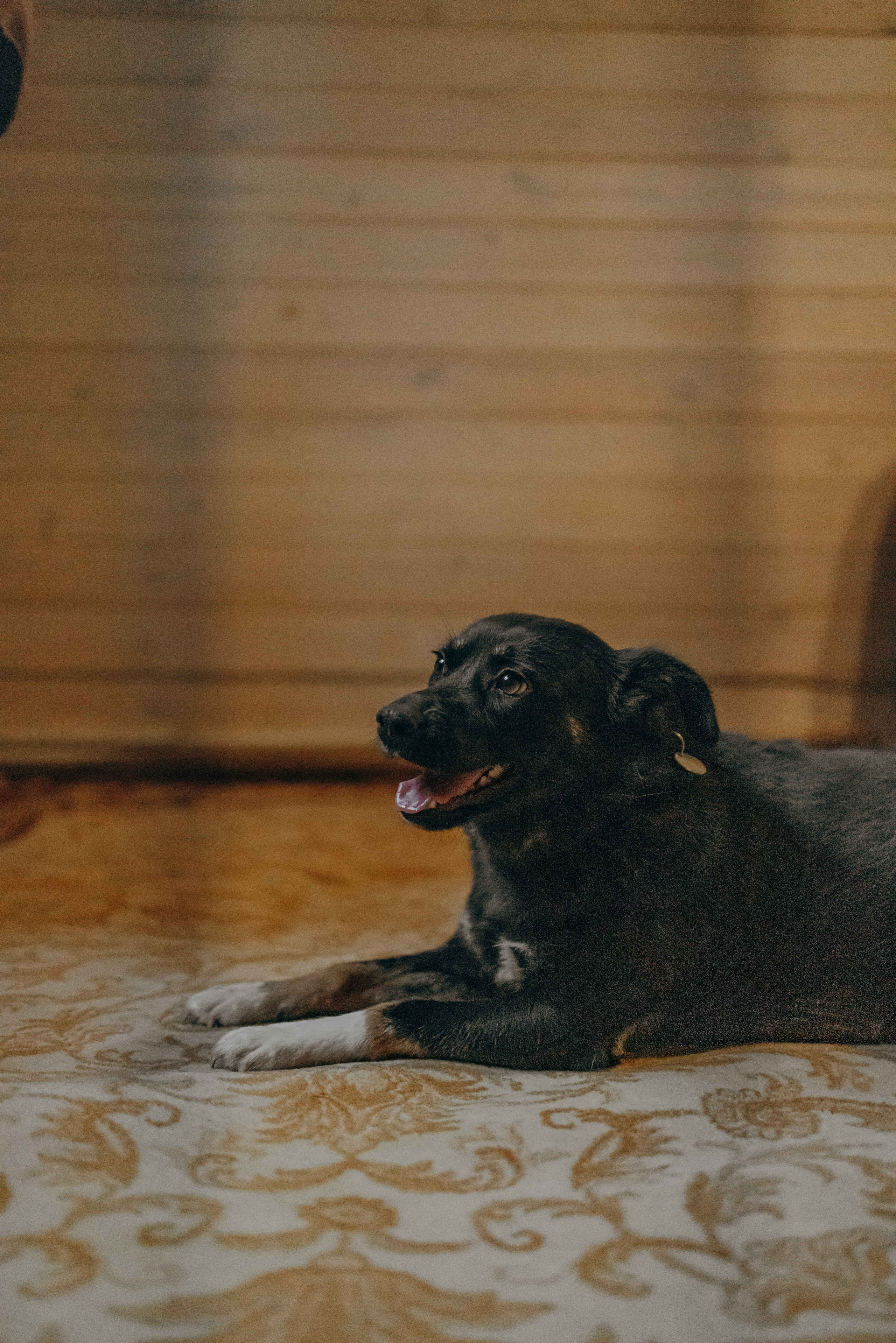 Передержка. Фотограф-анималист в Москве Лера Черноног