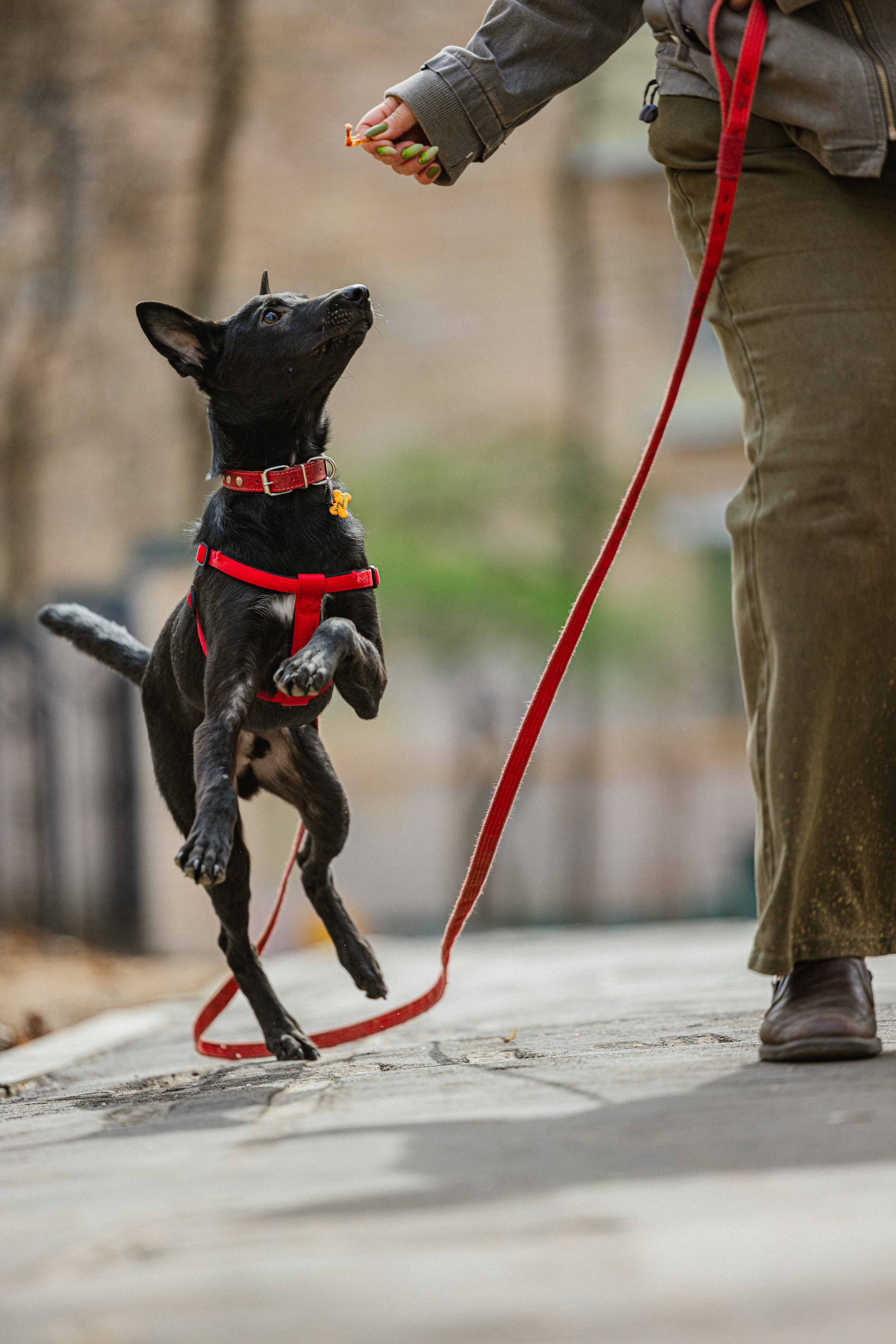 Булька. Фотограф-анималист в Москве Лера Черноног