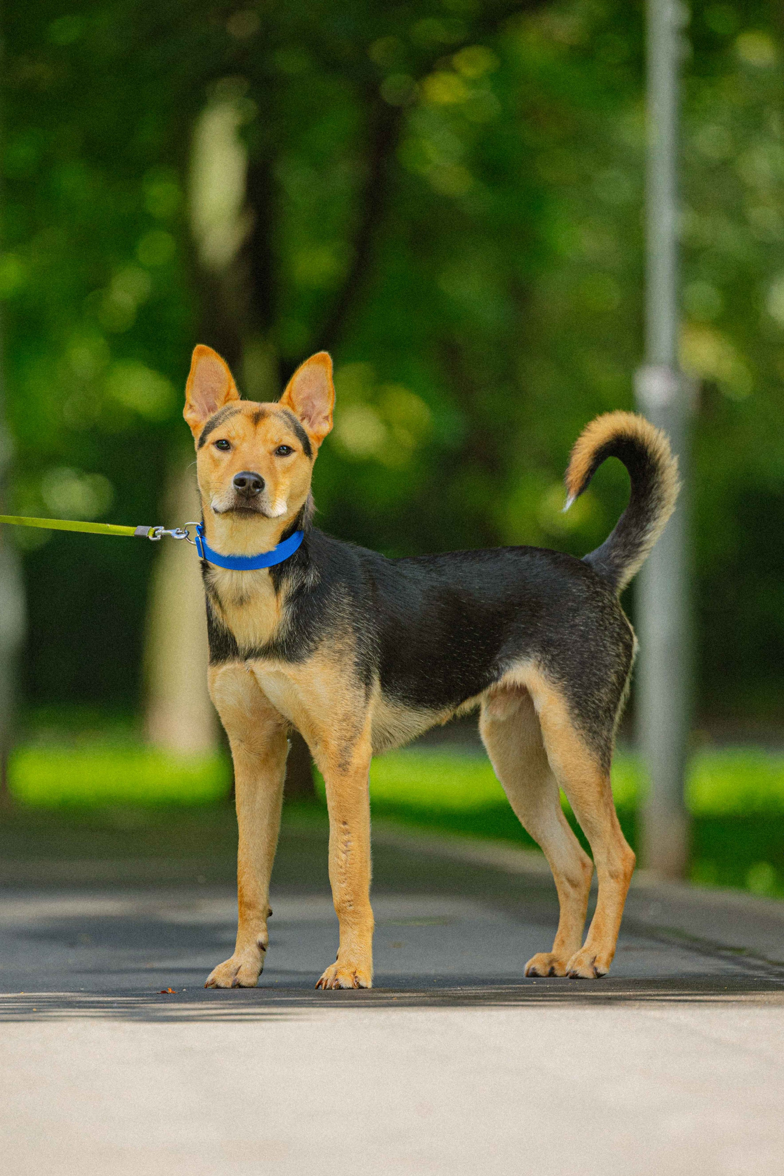Джеки. Фотограф-анималист в Москве Лера Черноног