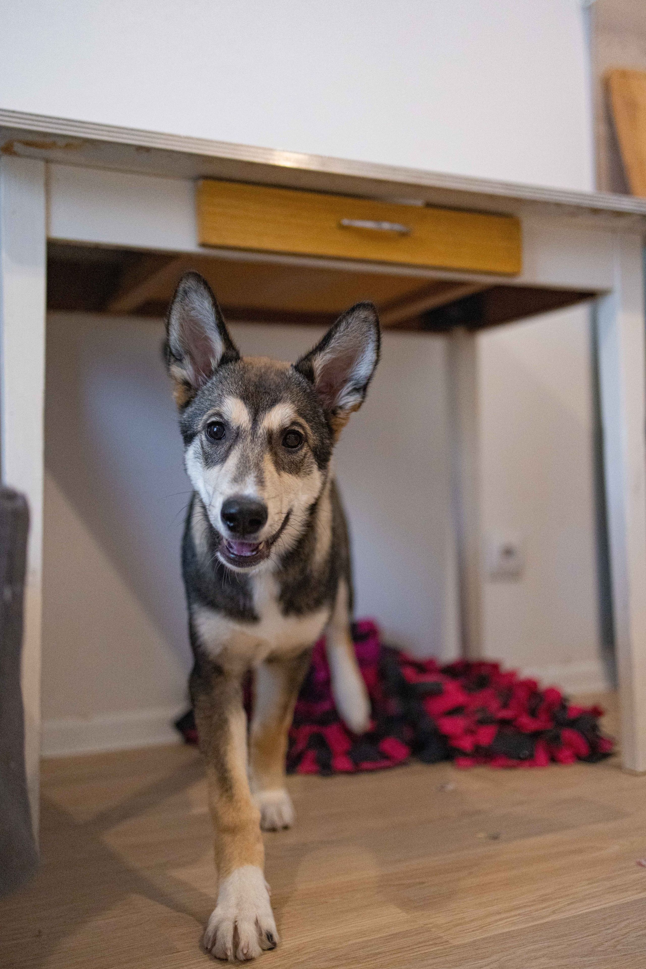 Шами. Фотограф-анималист в Москве Лера Черноног