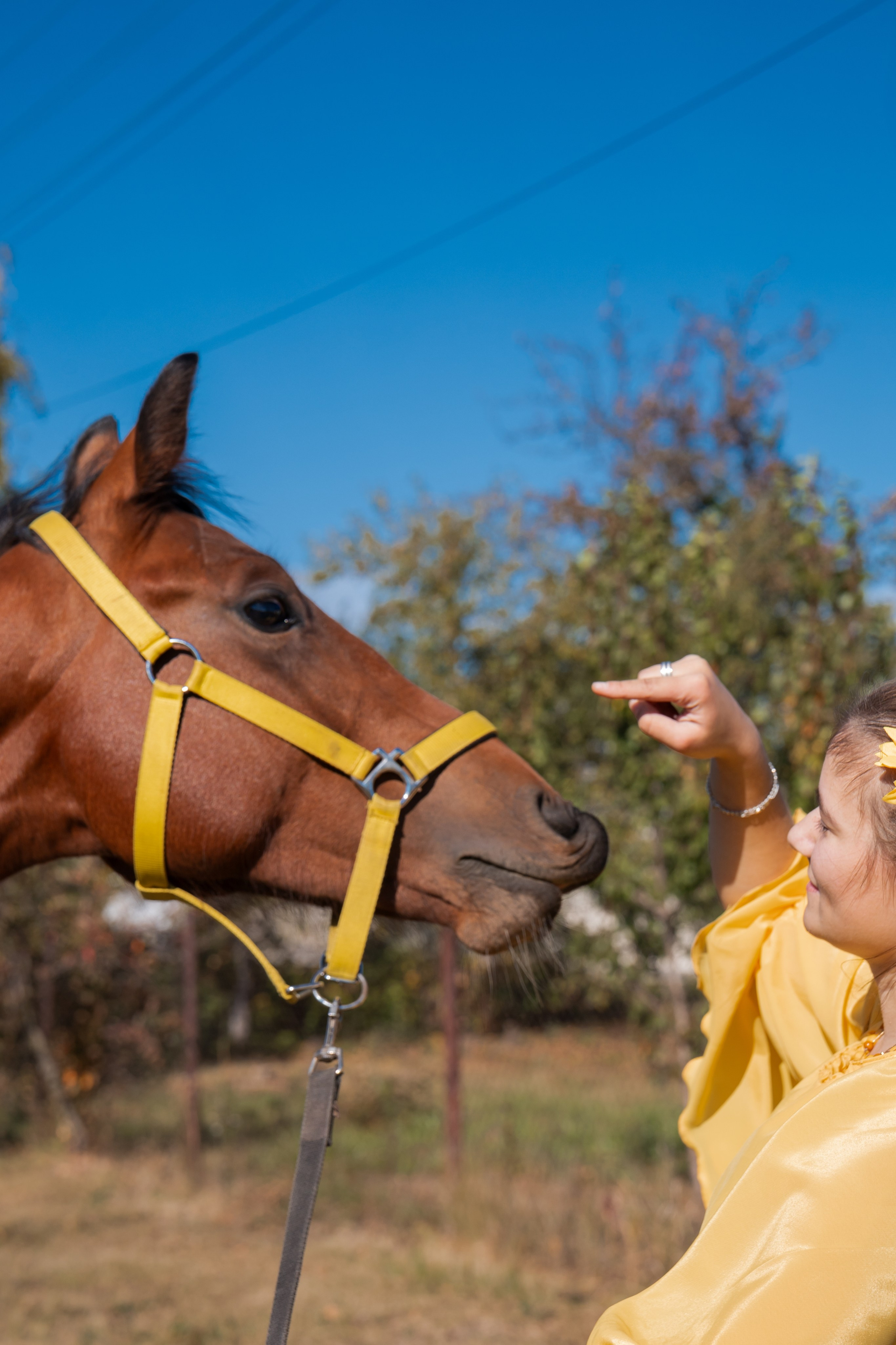 Фотосессия с лошадьми