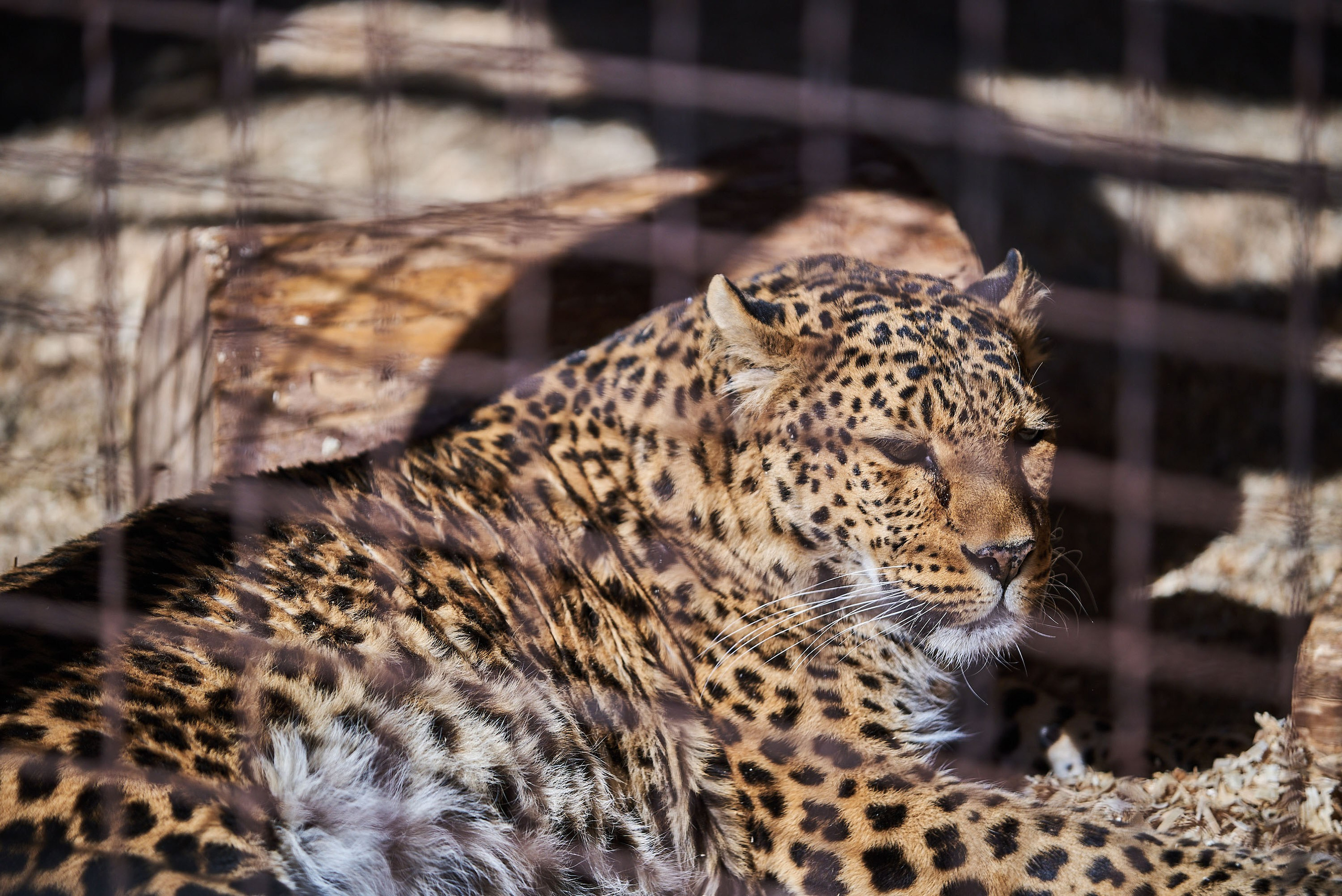 Зоопарк Иваново. Фотограф в Иваново: Каталожная съемка одежды и постельного белья, Wildberries