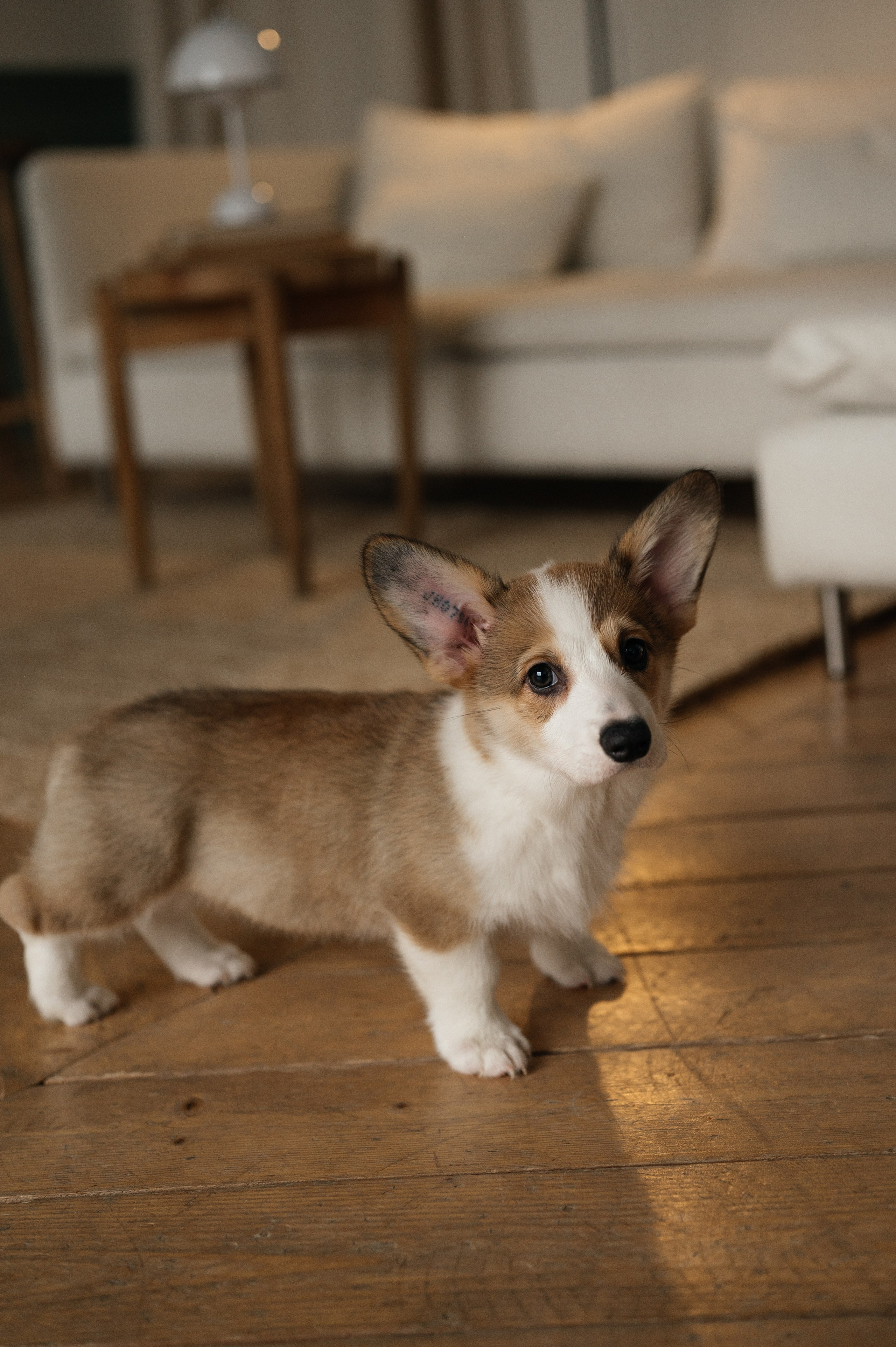 Миша, Маша и Боня. Свадебный и семейный фотограф в Краснодаре Алина Мельник