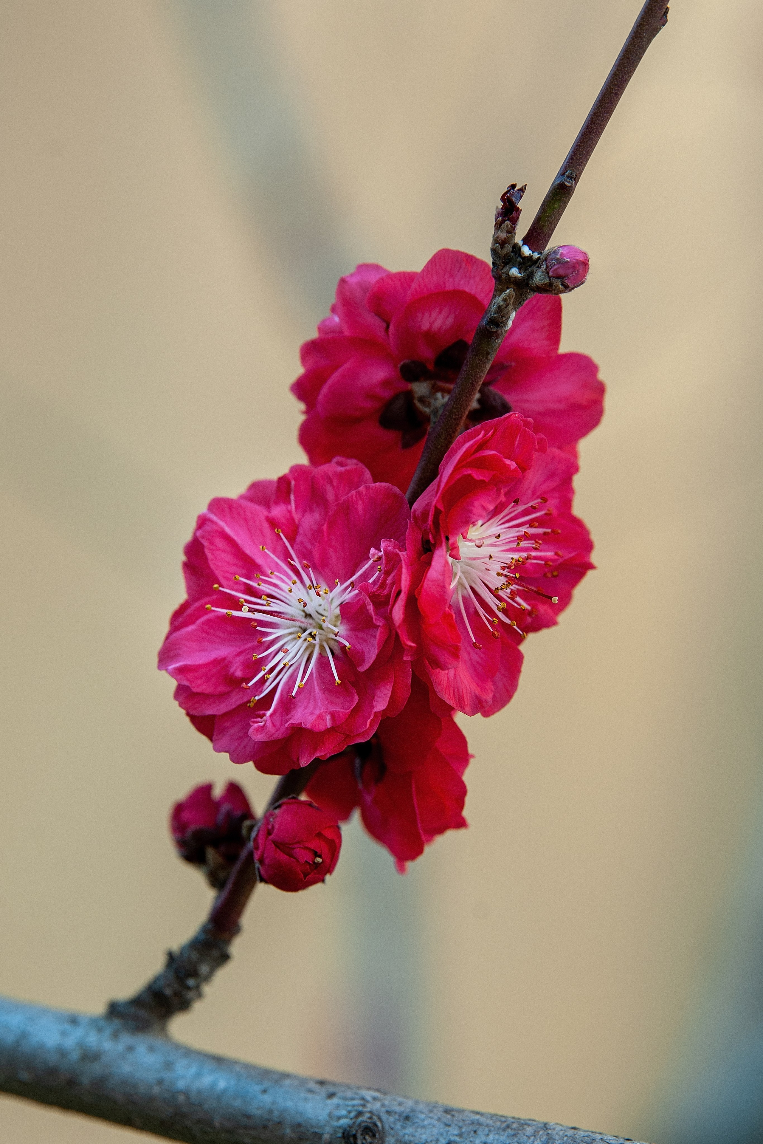 Весна. FotoGraf