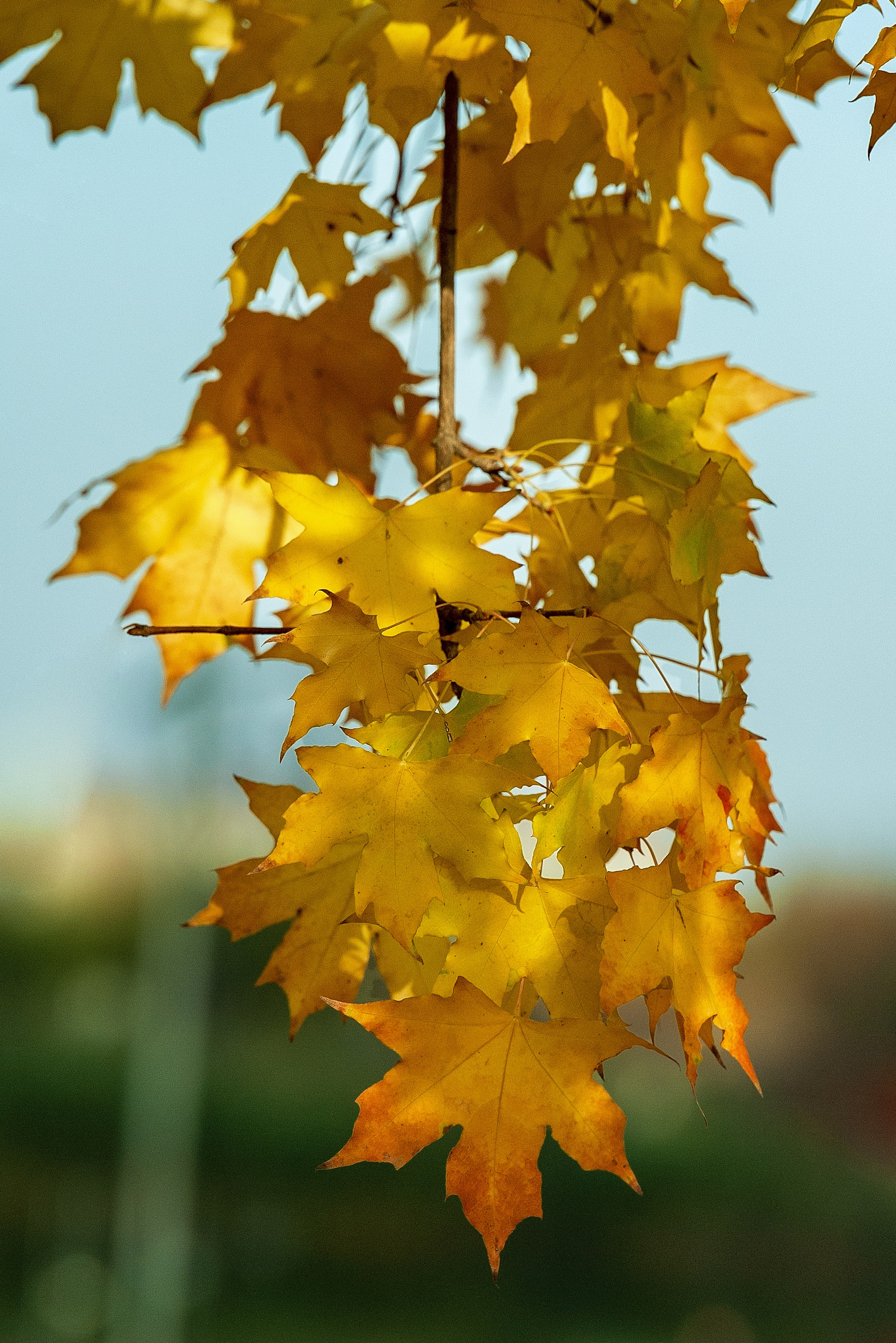 Осень. FotoGraf