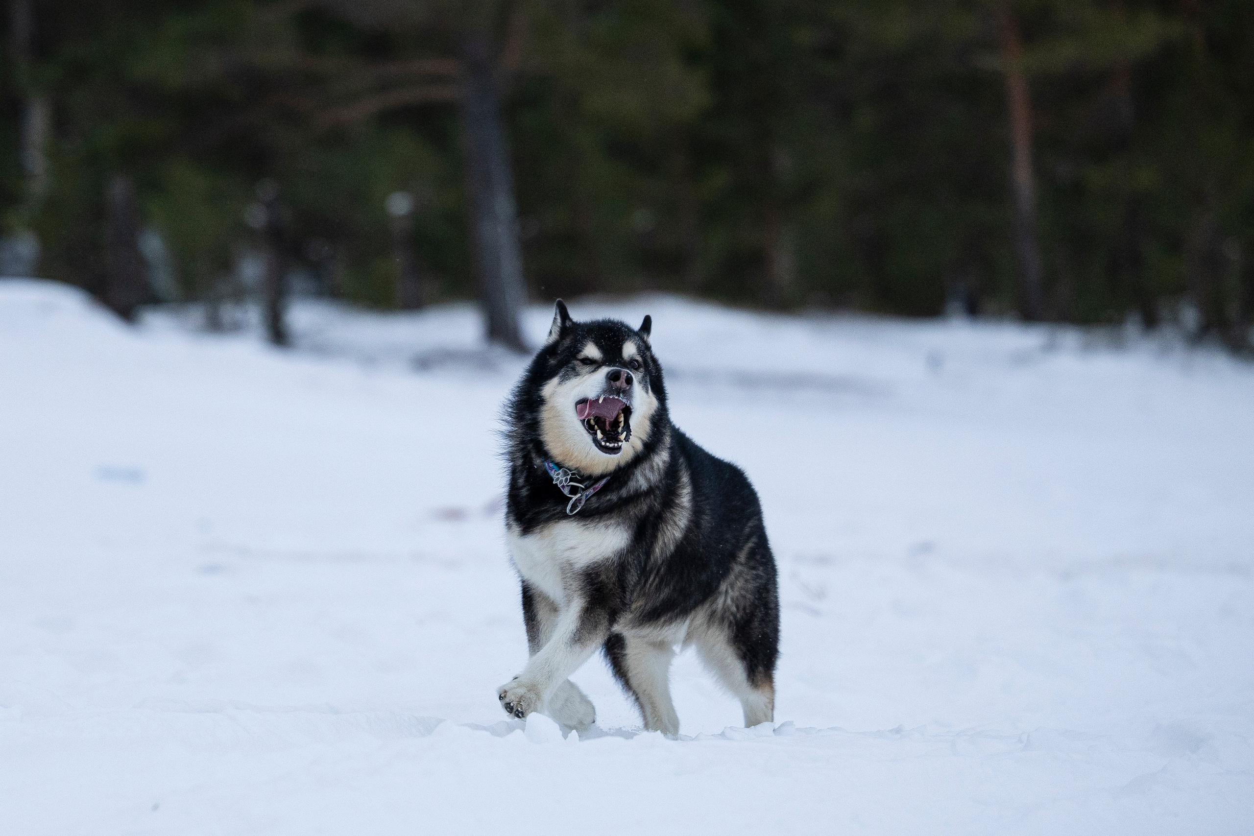 Юрген. Фотограф-анималист Анна Маринич