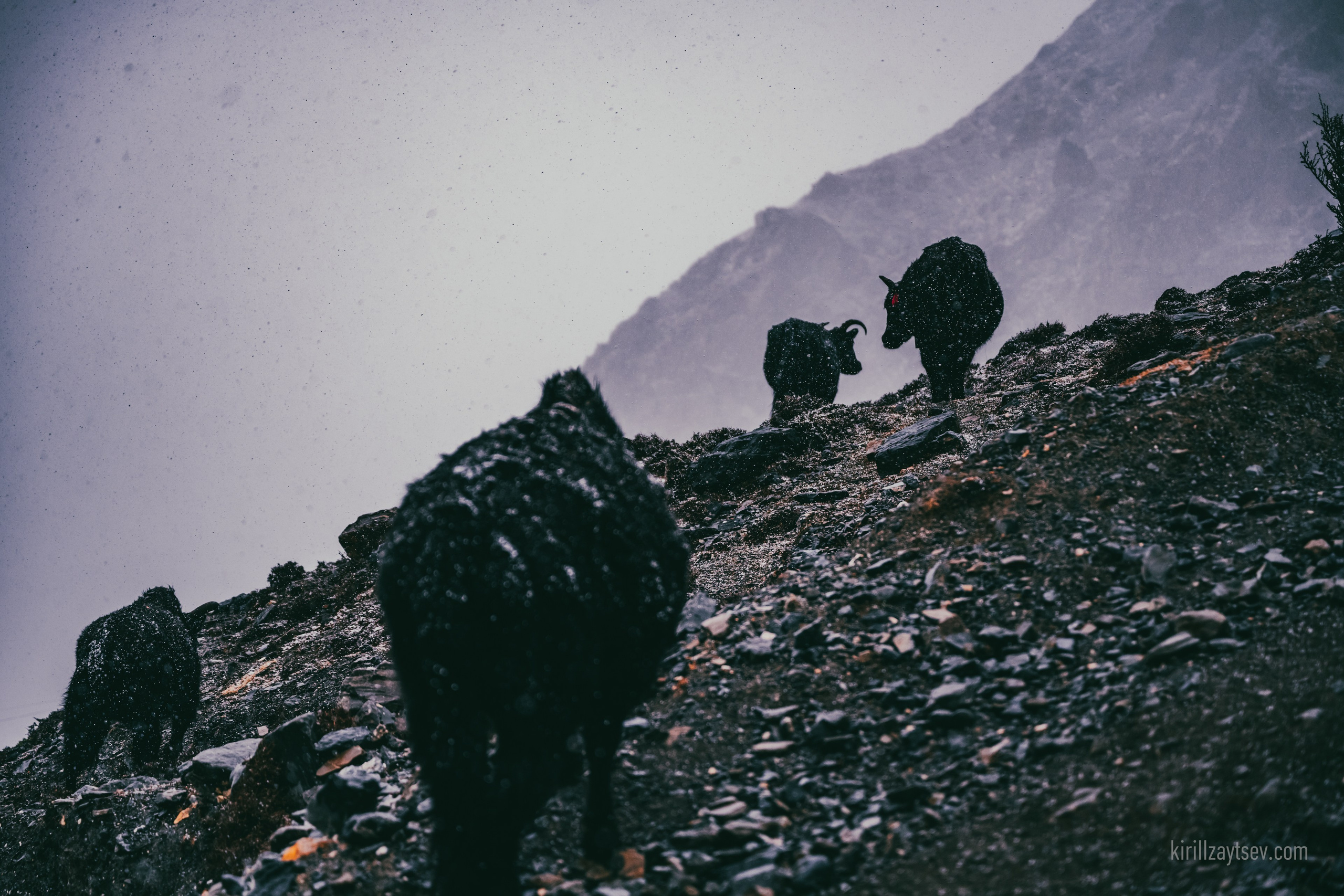 Жизнь. Профессиональный фотограф Кирилл Зайцев