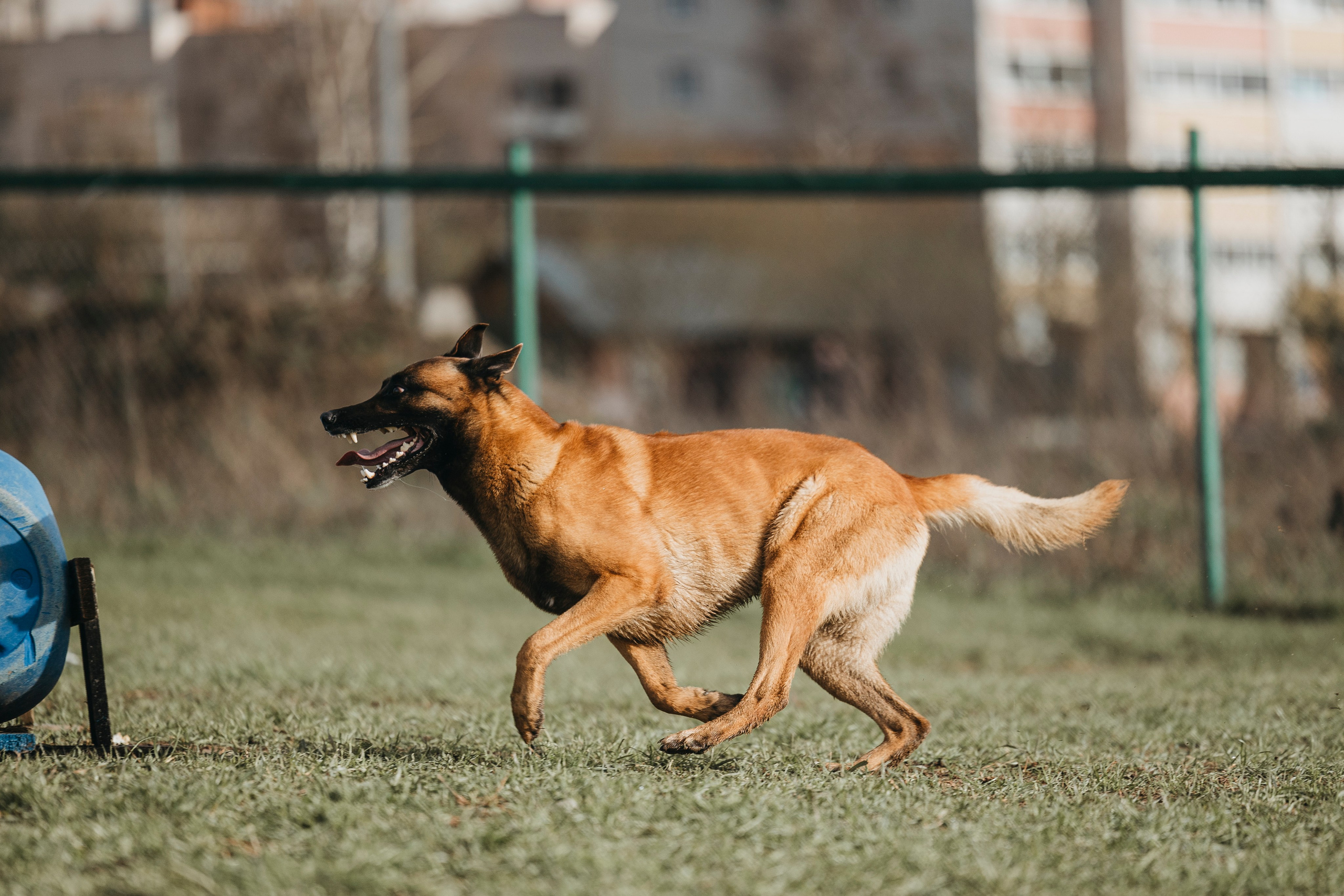 09.05.25 Вологда соревнования. Фотограф-анималист Анна Маринич