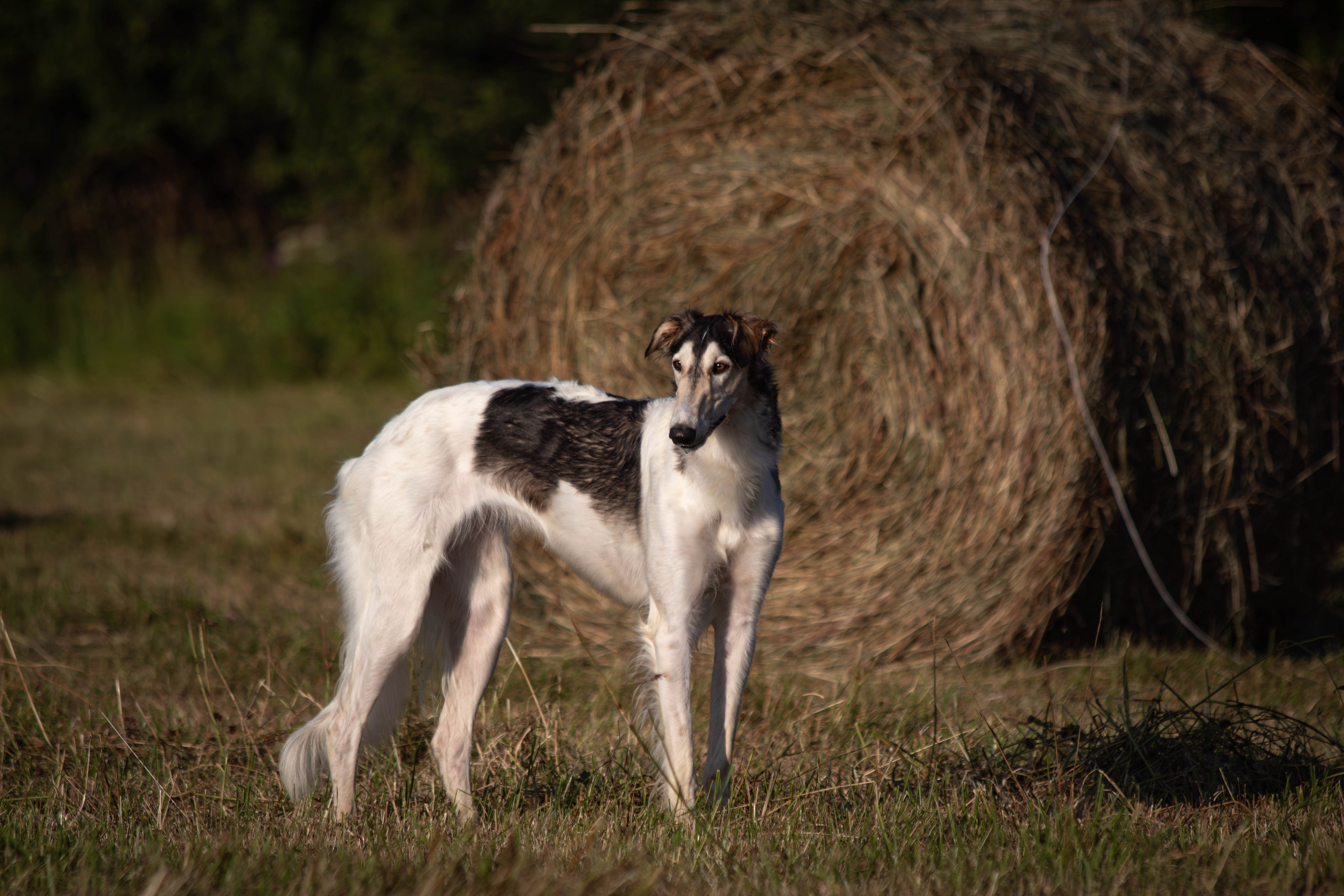 Курсинг. Фотограф анималист — Тула, Москва